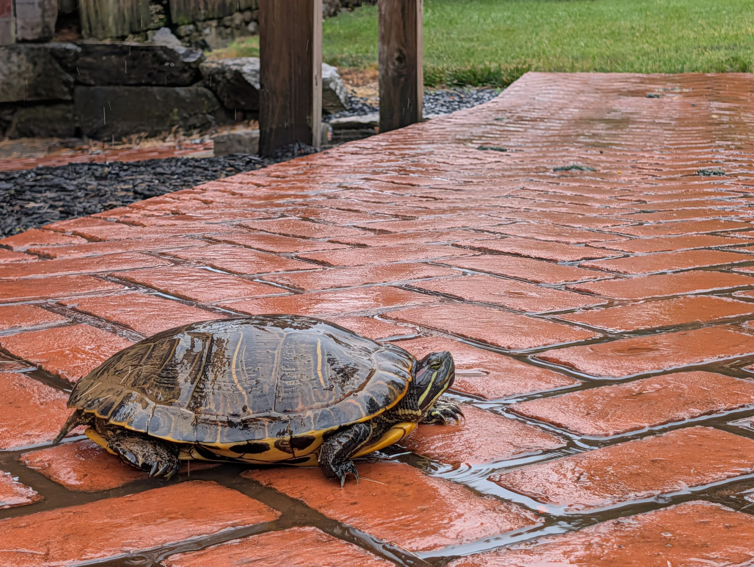 The Surprising Wildlife of Wild Goose Farm