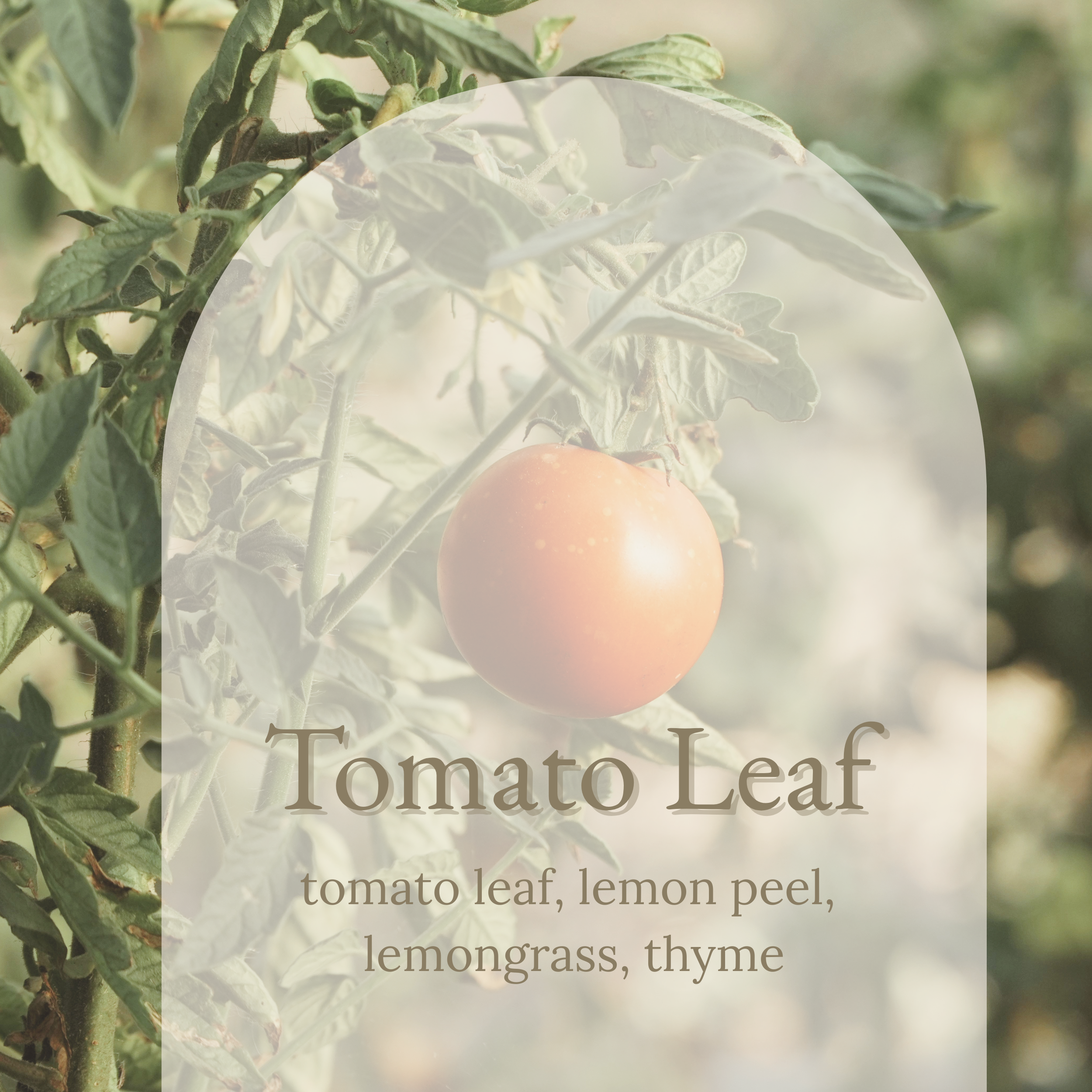 Tomato Leaf (2).png