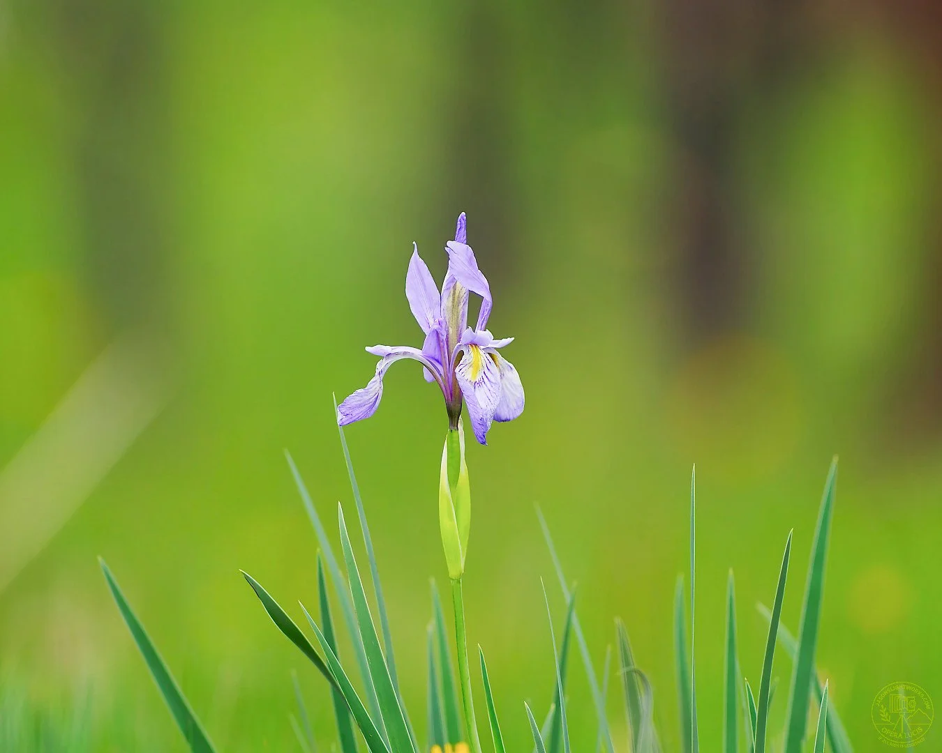Wild Iris Single Stem.