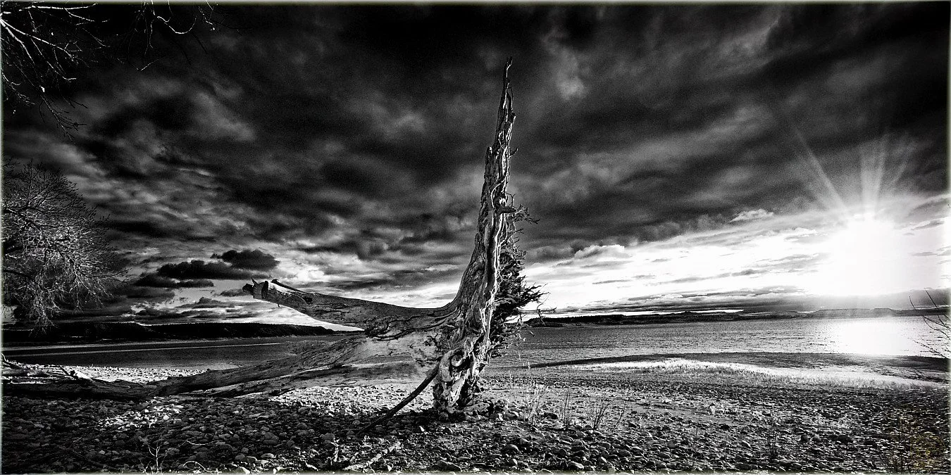 The root in Black and White