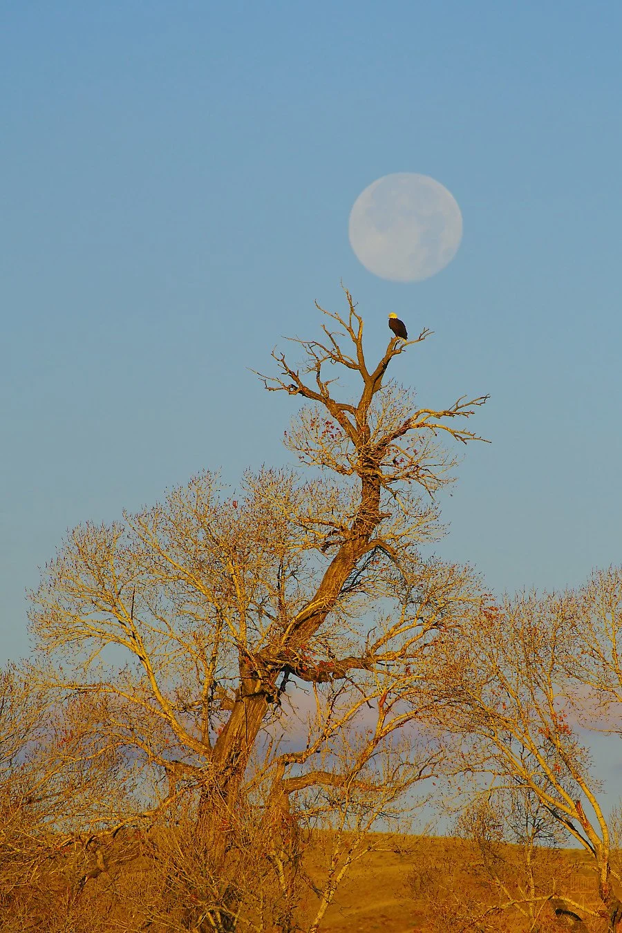 A leafless tree with a bald eagle perched on one of its branches, and the full moon visible in the background sky.