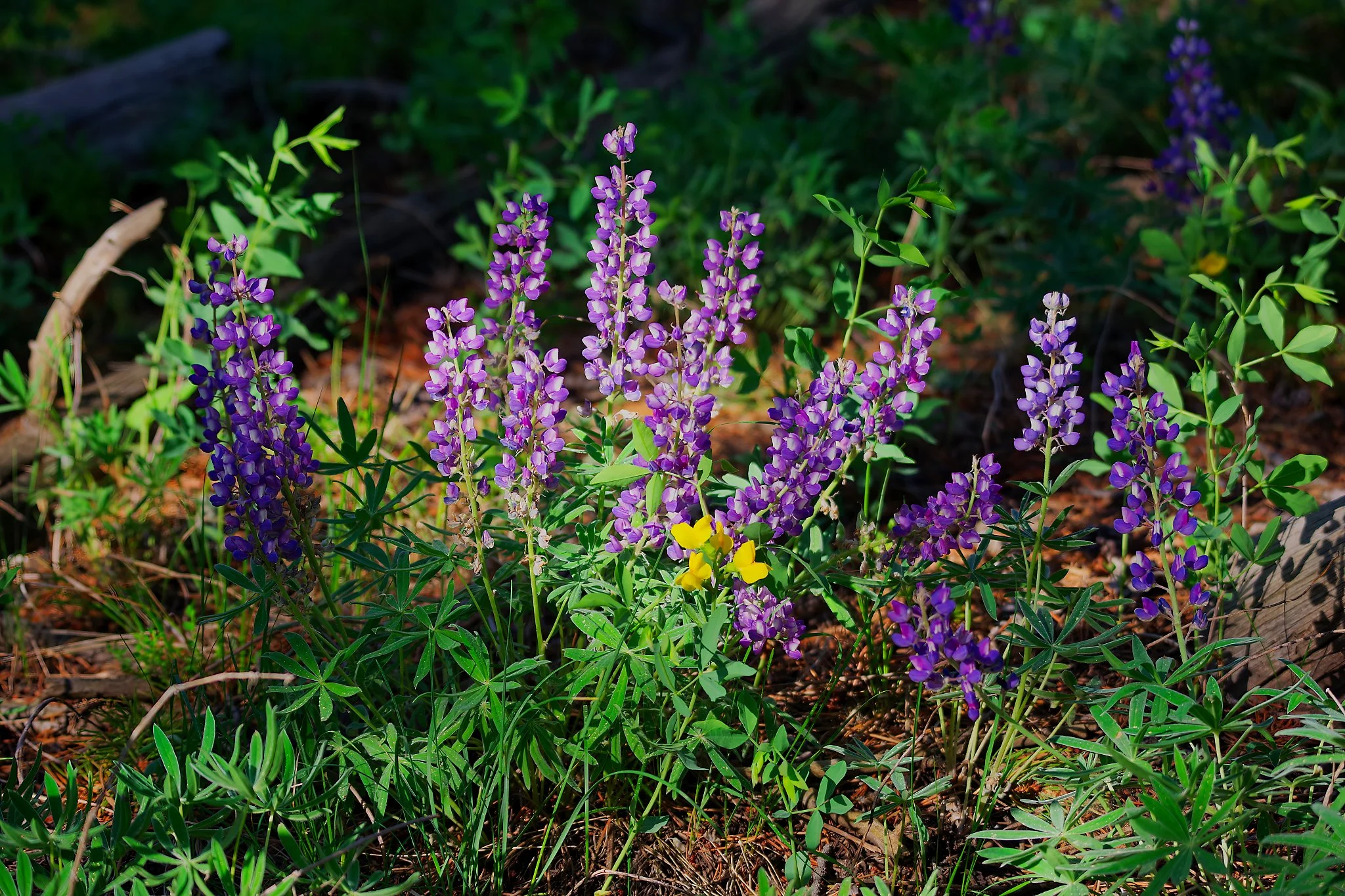 Lupine In the Sunbeam