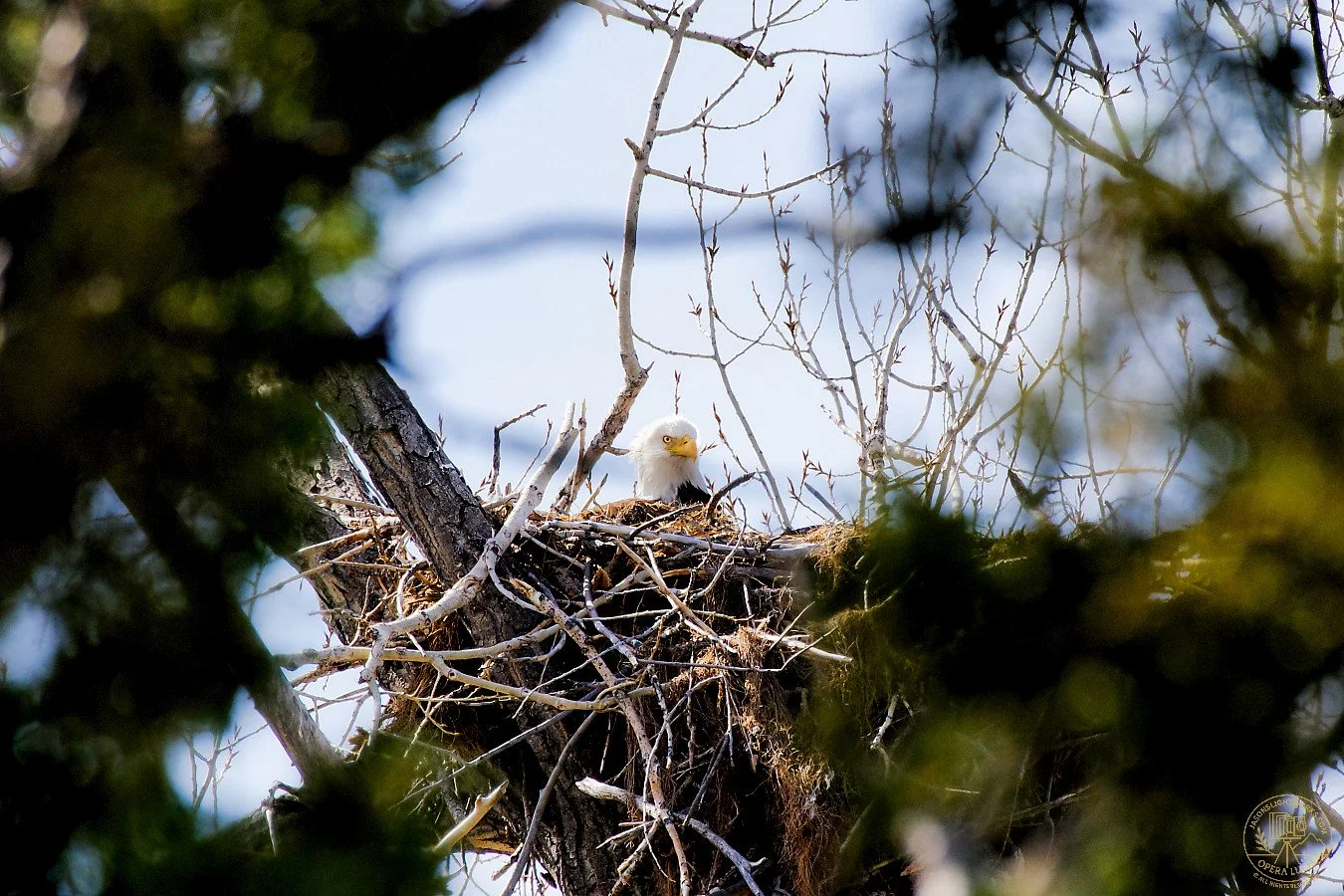 An American bald eagle in its nest on a tree branch, surrounded by leafless branches and green foliage, with a clear sky in the background.