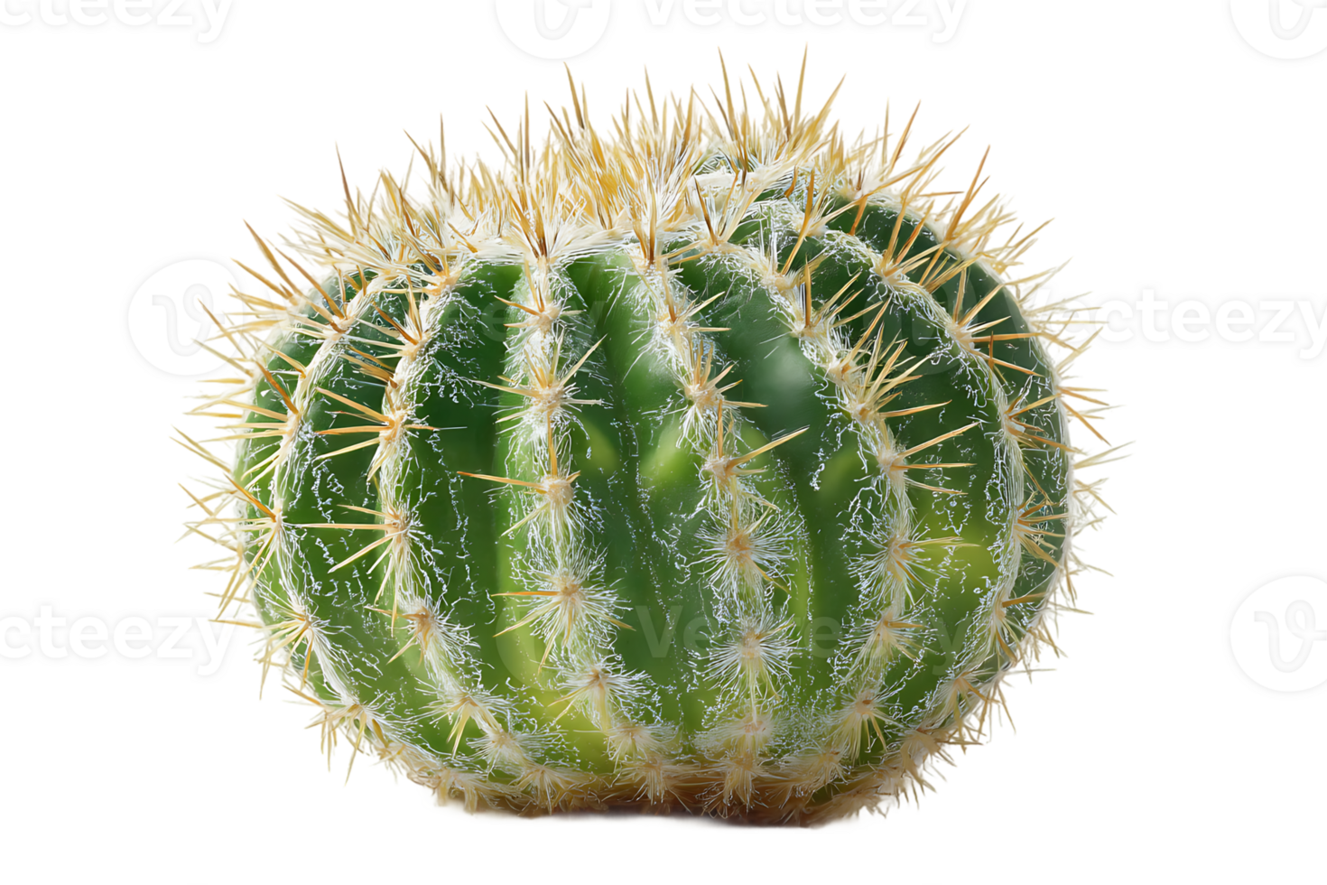 golden-barrel-cactus-transparent-background-isolated-single-plant-tropical-desert-green-nature-png.webp