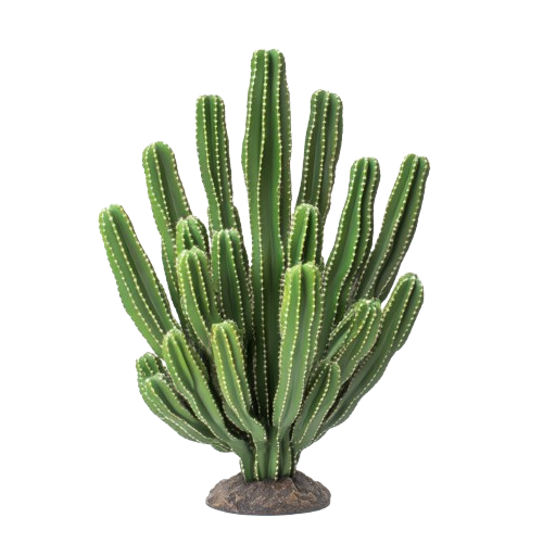 vibrant-green-cactus-isolated-on-a-transparent-background-showcasing-its-tall-slender-arms-and-unique-structure-cactus-isolated-on-transparent-free-png-removebg-preview.png