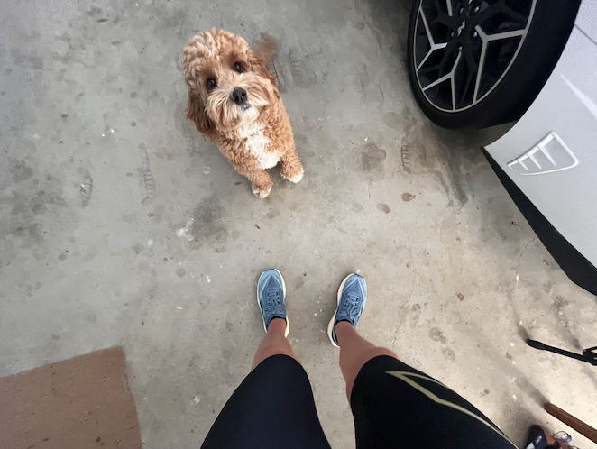 Top-down view of a person wearing blue sneakers and black shorts standing on a concrete floor, looking down at a small curly-haired dog sitting and looking up at the camera. Part of a car wheel and tire are visible in the background.