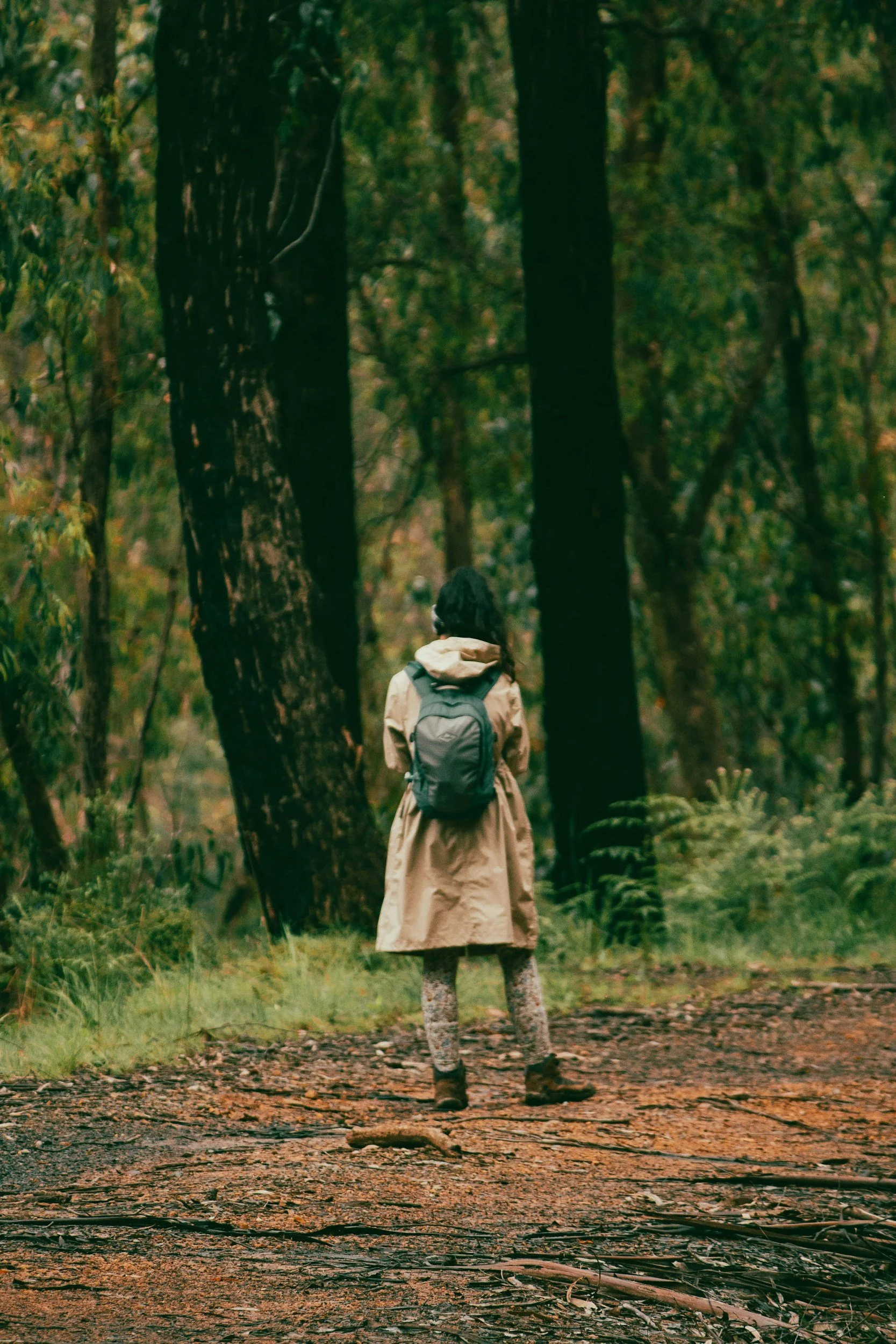 walking in the forest of the dandenong ranges, exploring the old forest & beautiful nature.