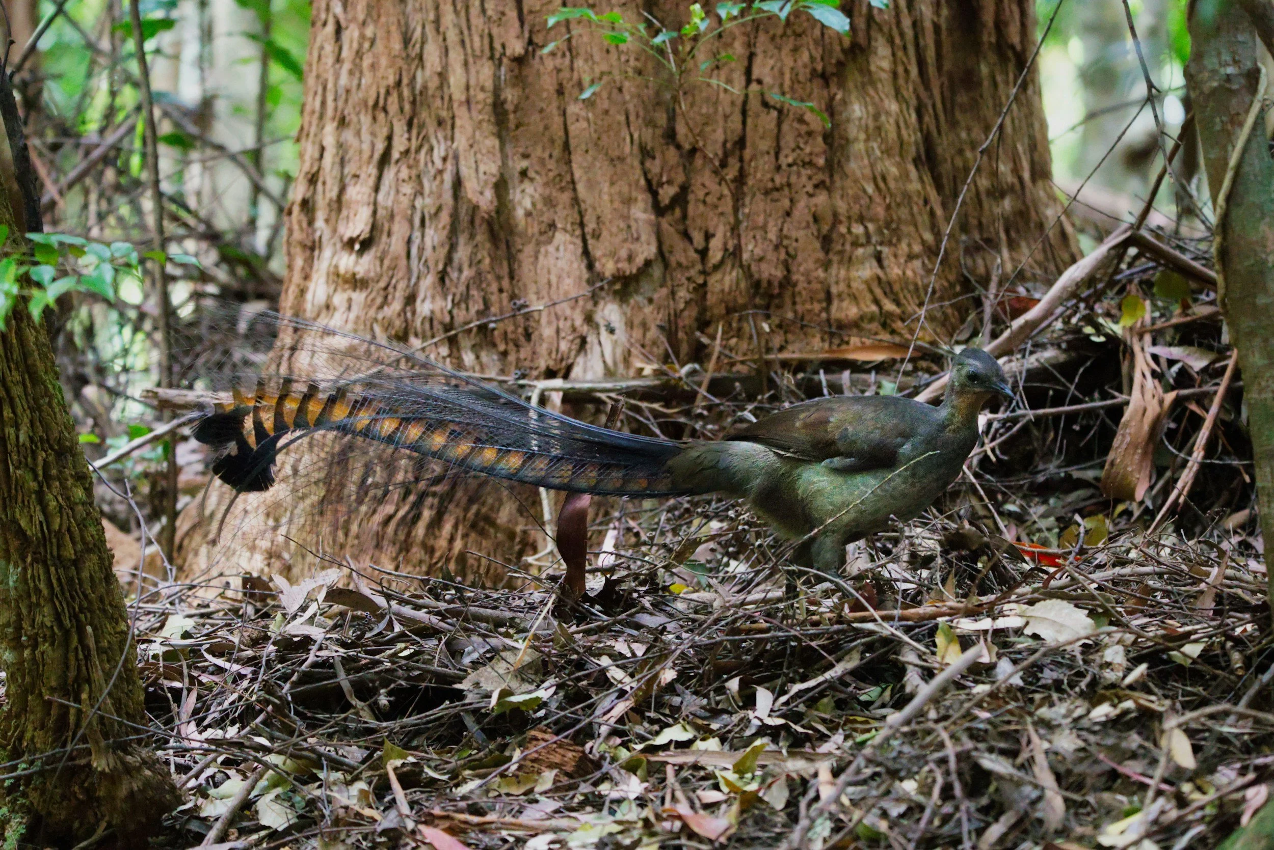 a lyrebird frolicking in the forest of the Dandenong Ranges, a hopeful but hard to find native local bird.