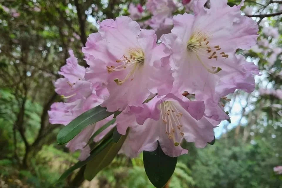 Dandenong Ranges botanical gardens