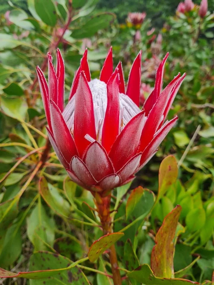 A close-up of a vibrant red protea flower with white accents, surrounded by green foliage.
