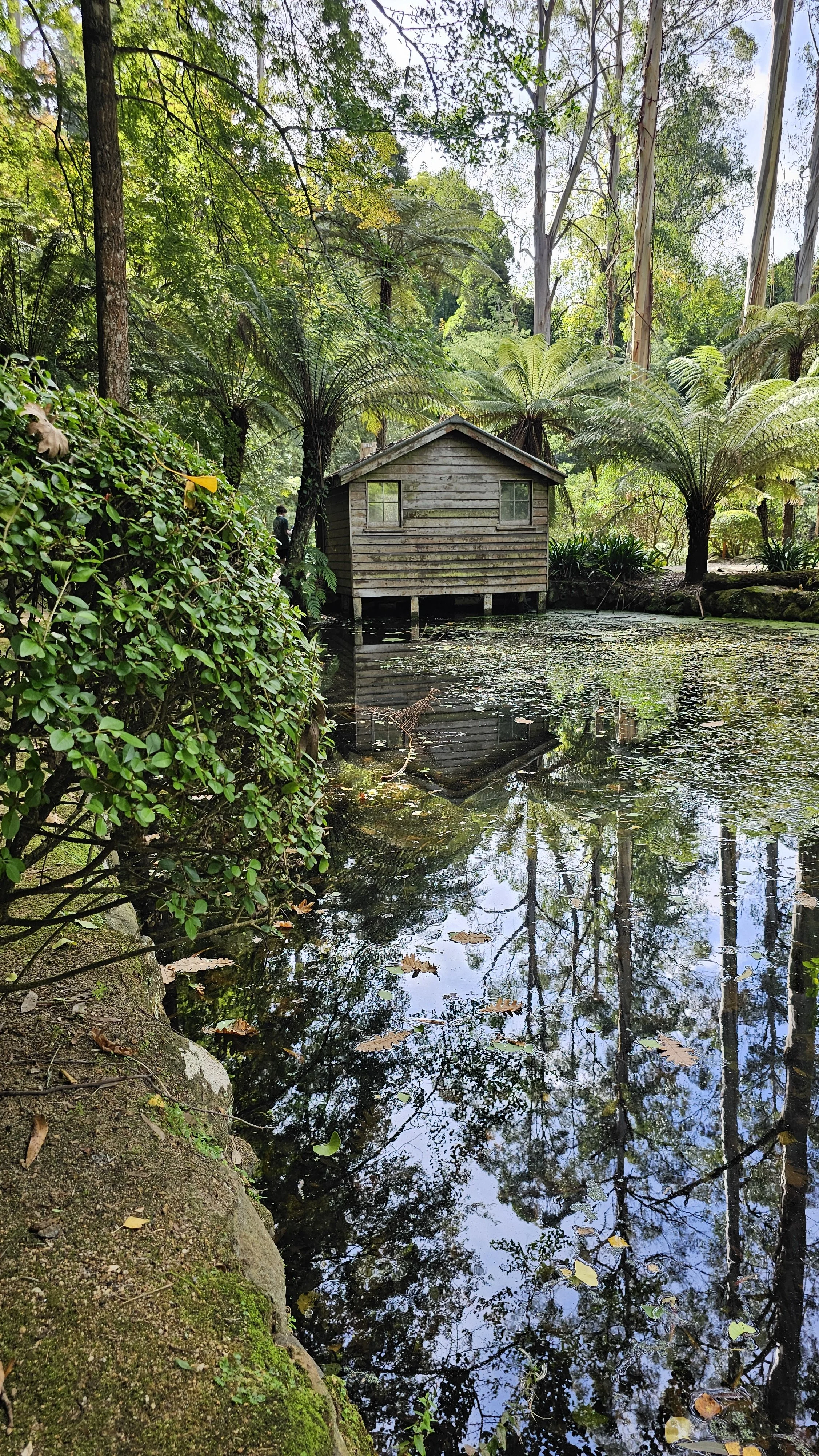 Small wooden house on stilts surrounded by lush trees and vegetation, reflecting on a calm pond with floating leaves.