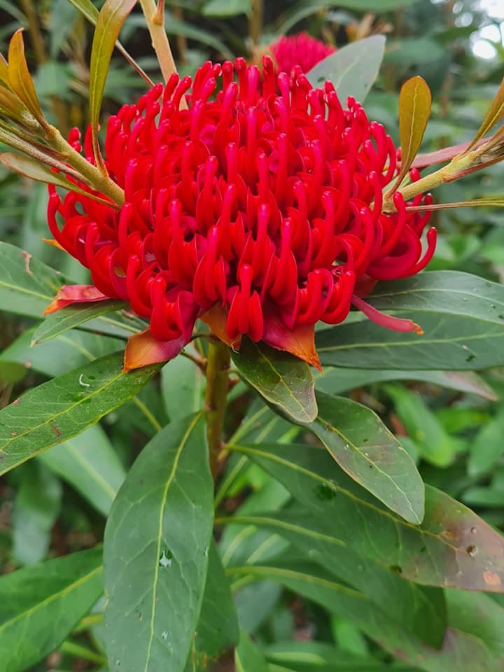 Red tropical flower with elongated petals surrounded by green leaves.