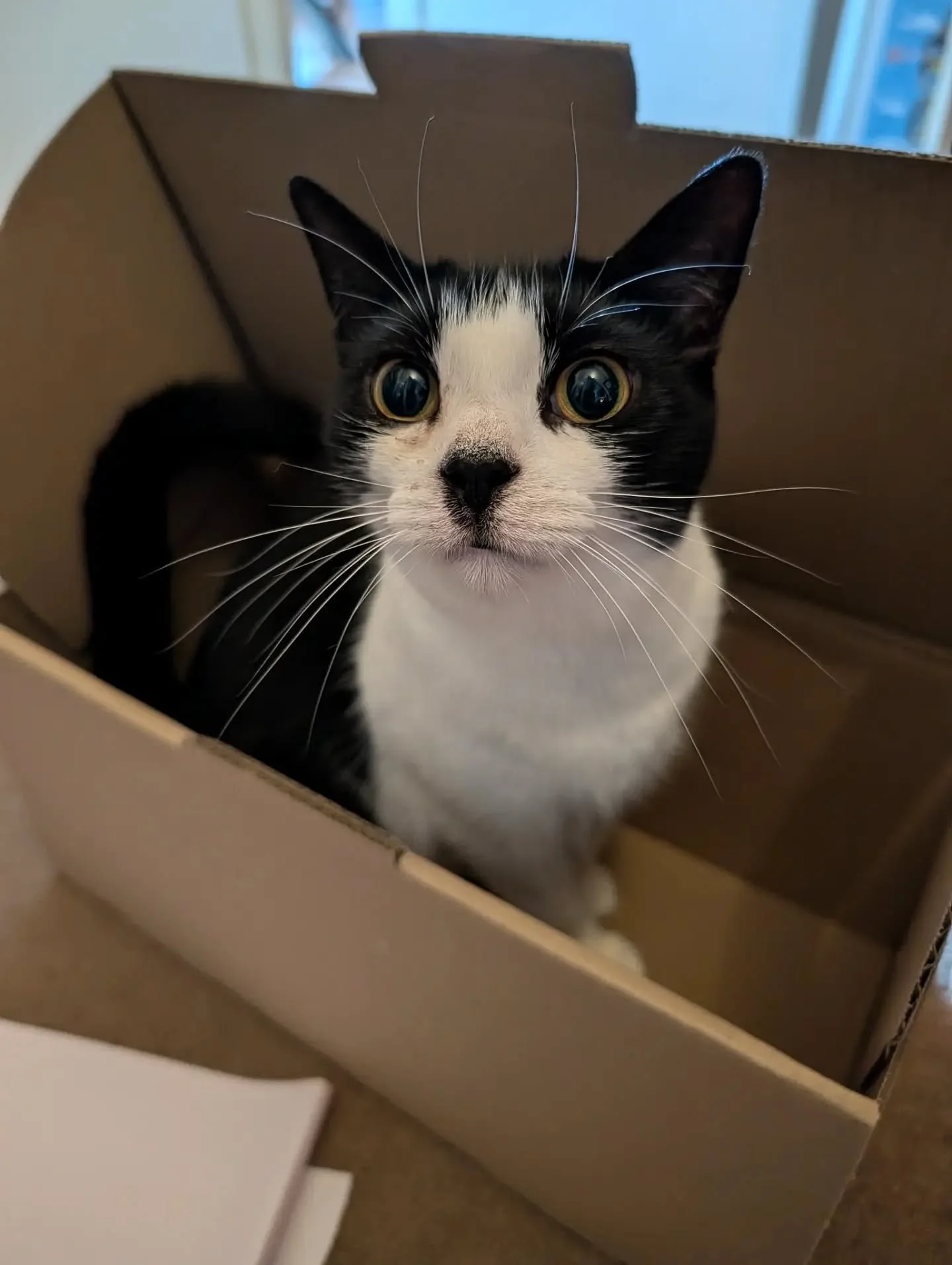 SPECIAL DELIVERY - it seems my sweet cat Millie would like to be delivered to the @melbournemuseum gift shop along with their fabulous jewellery order of .....

120 pieces from my Koorie Tales collection.

ANOTHER WATERWAY - double oval earrings GOLD