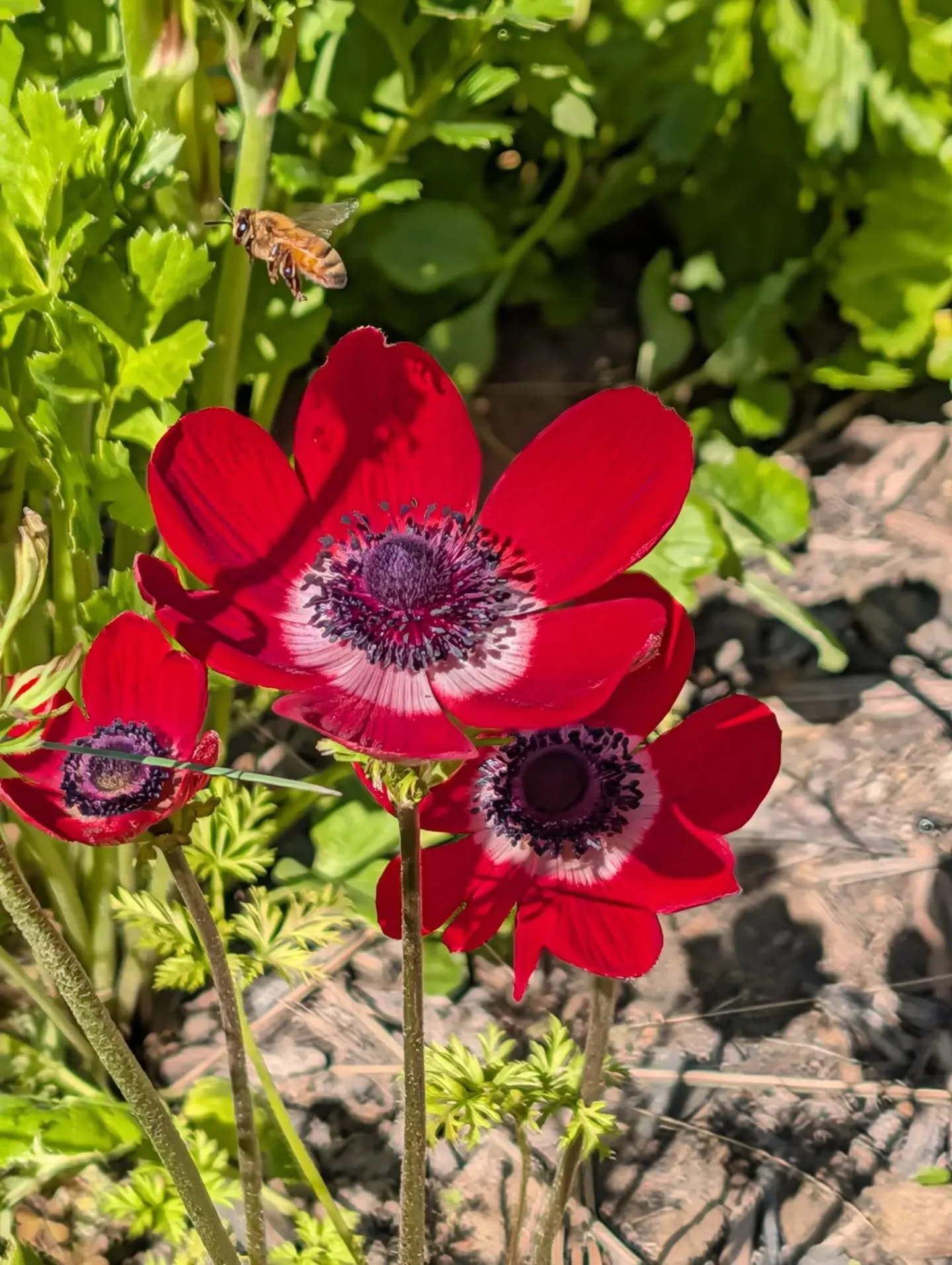SPRING GARDEN 🏵️ - I love taking the time to notice my front garden at this time of year. Each day there is something new blooming and flowers sprouting that I forgot I even planted.

Seeing Bees enjoying my garden makes me happy 😁