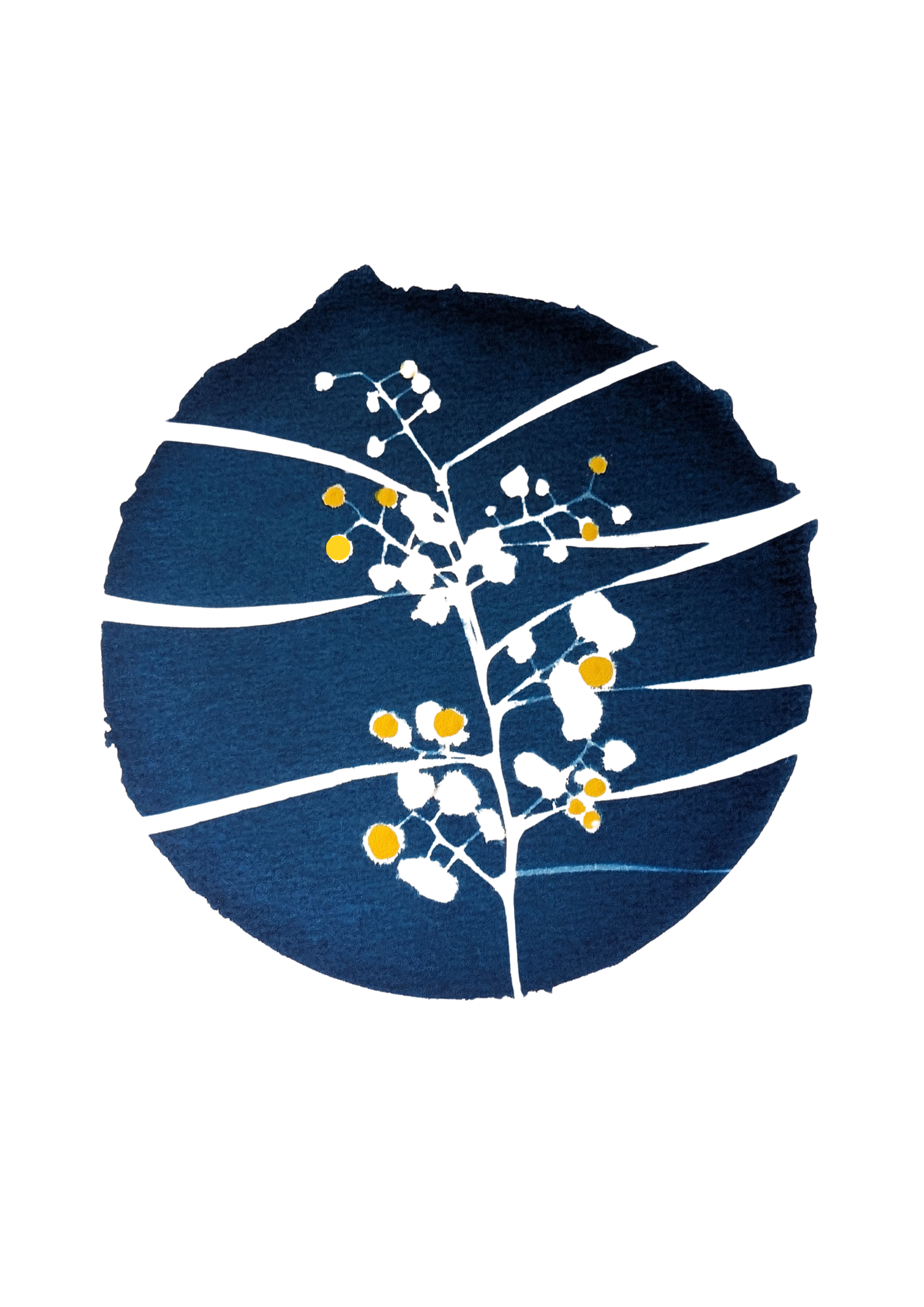 wattle-cyanotype-yellow.png