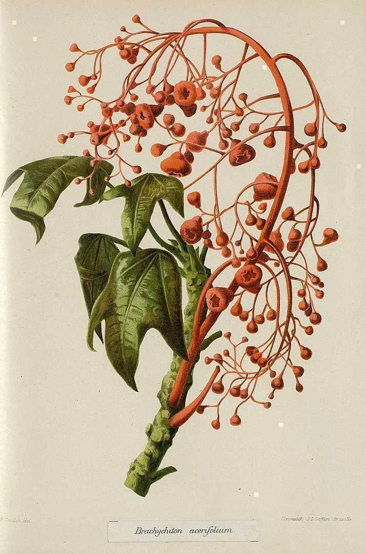 Illustration of a Brachychiton acerifolium plant with green leaves and reddish-orange flowering branches.