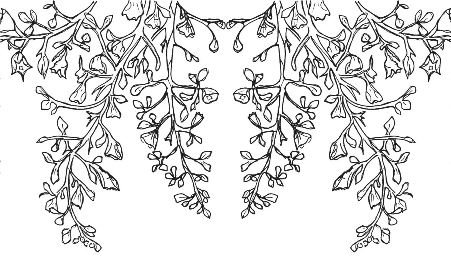 Black and white line drawing of hanging wisteria flowers and leaves