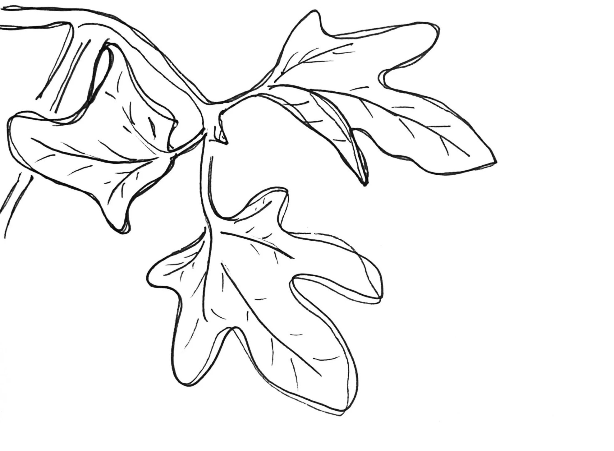 Line drawing of three oak leaves on a branch.