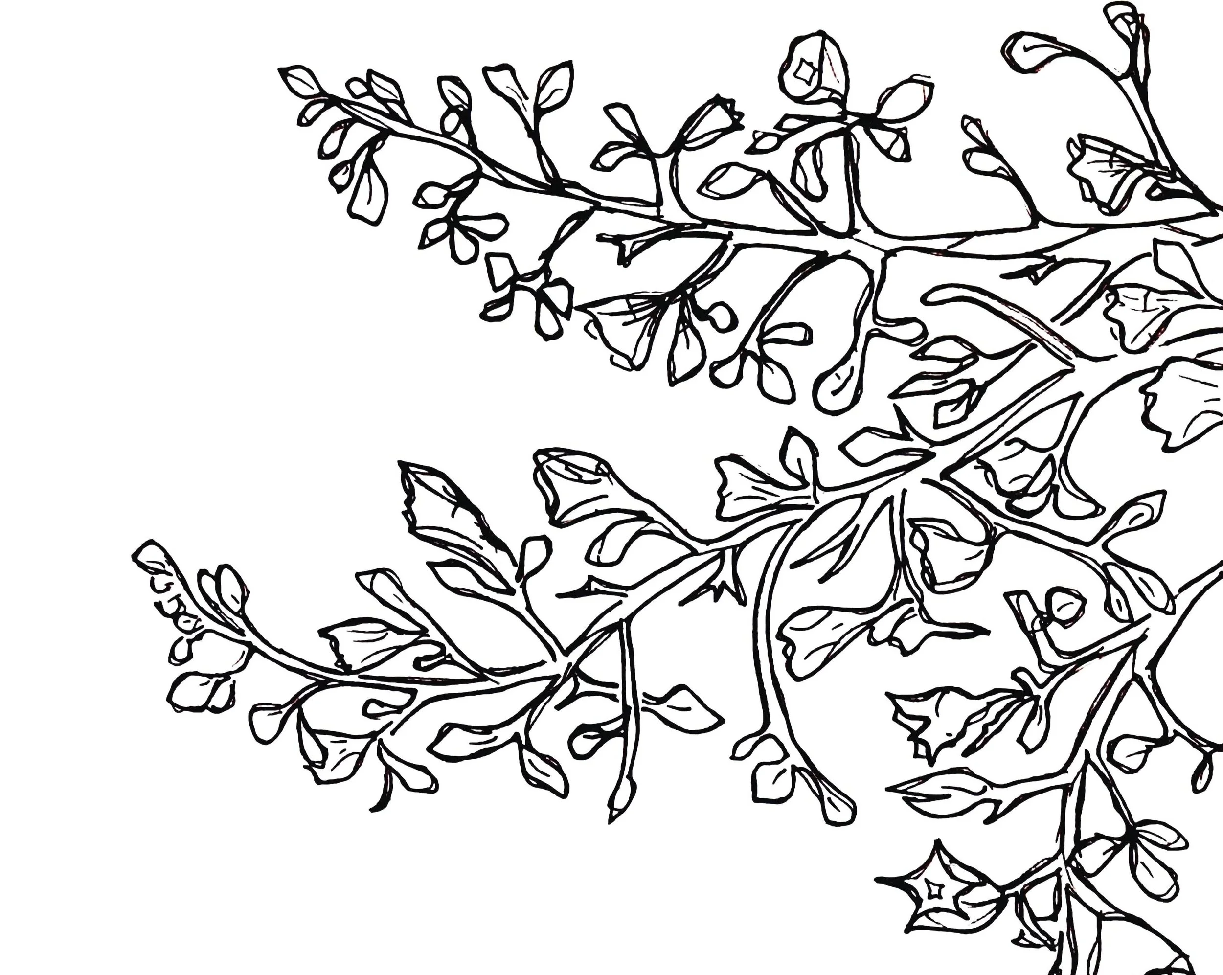 Black and white line drawing of holly branches with leaves and berries.