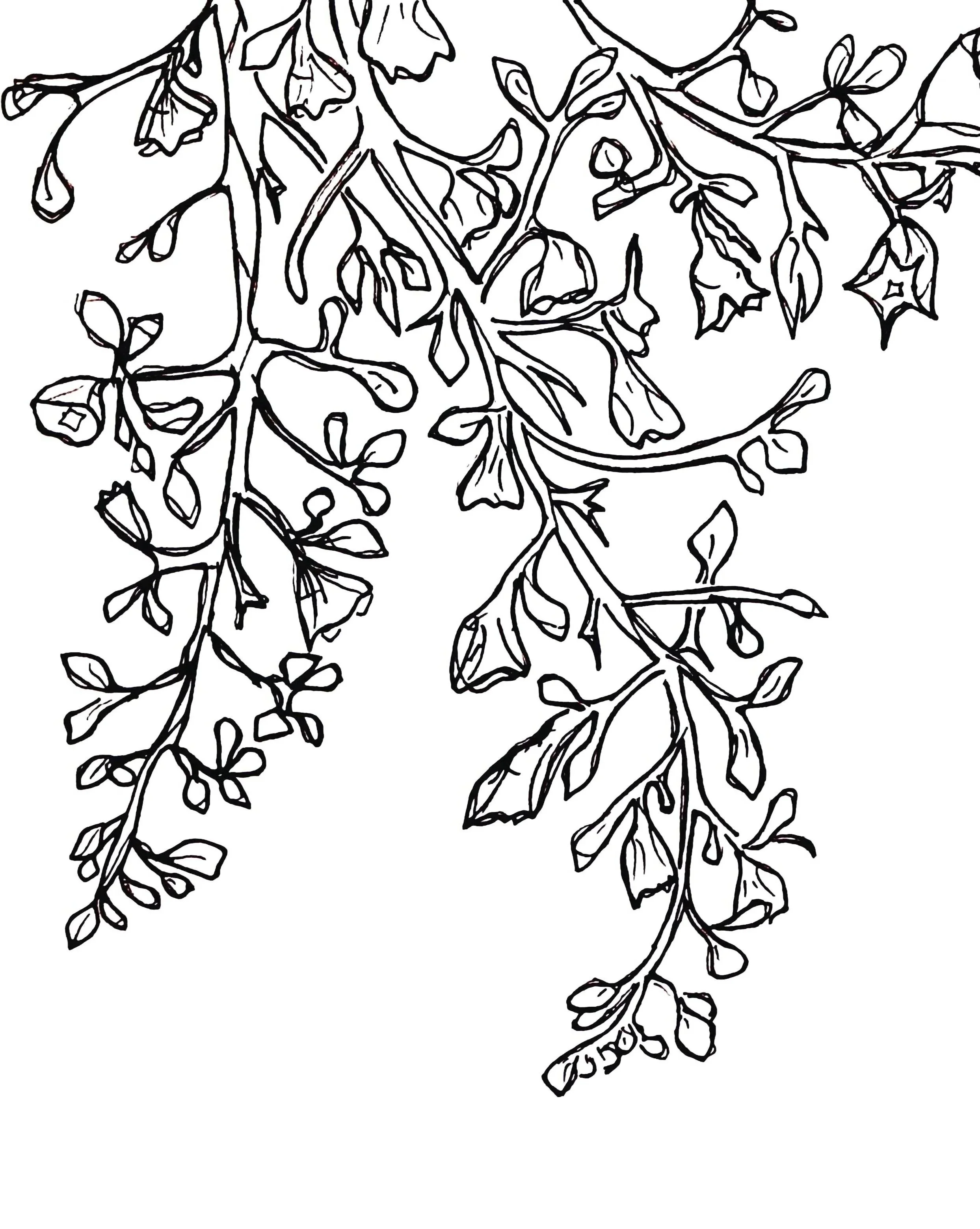 Black and white line drawing of hanging ivy or vine with leaves and small flowers.