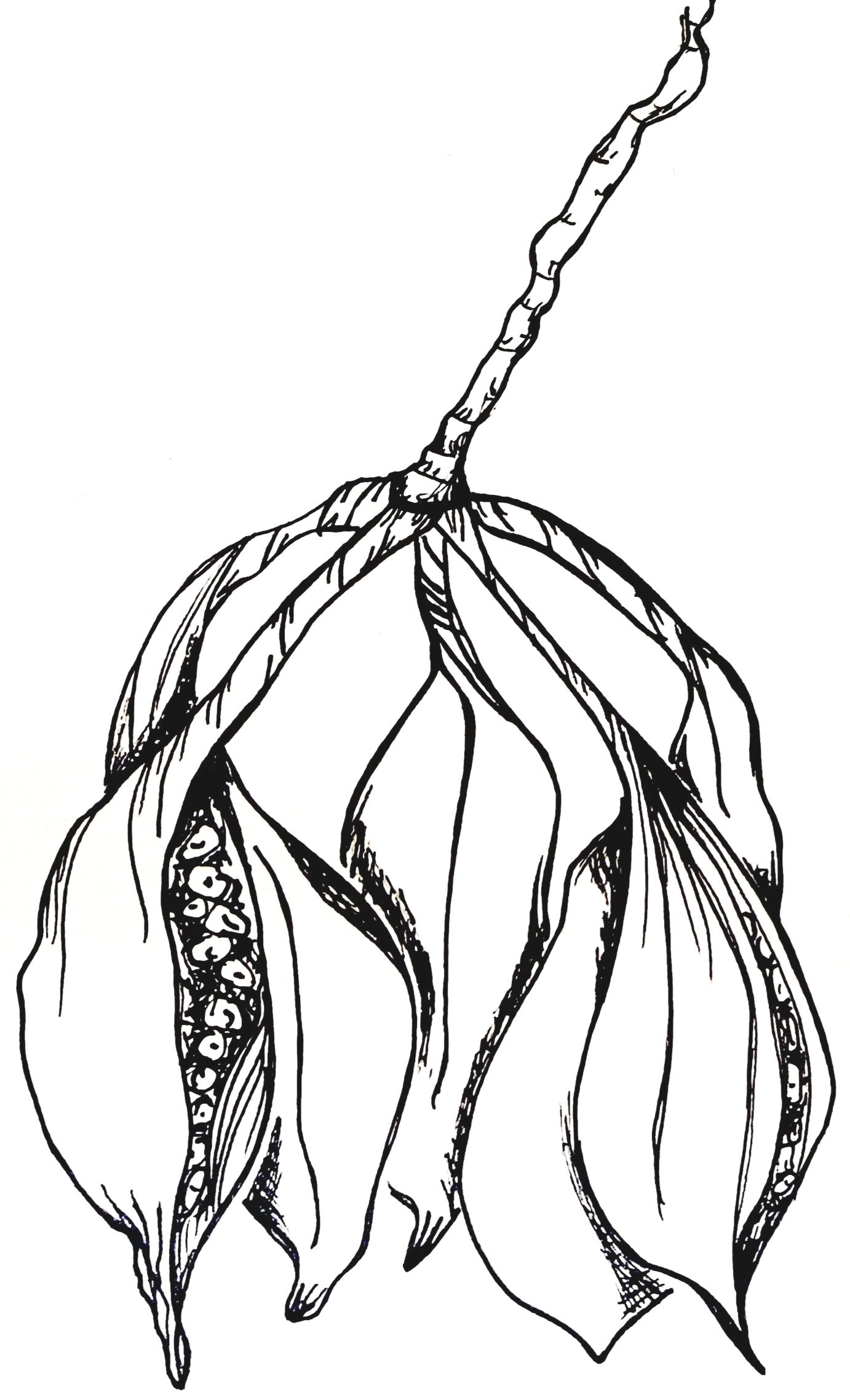 Line drawing of a plant, showing roots and seed pods hanging from a stem.