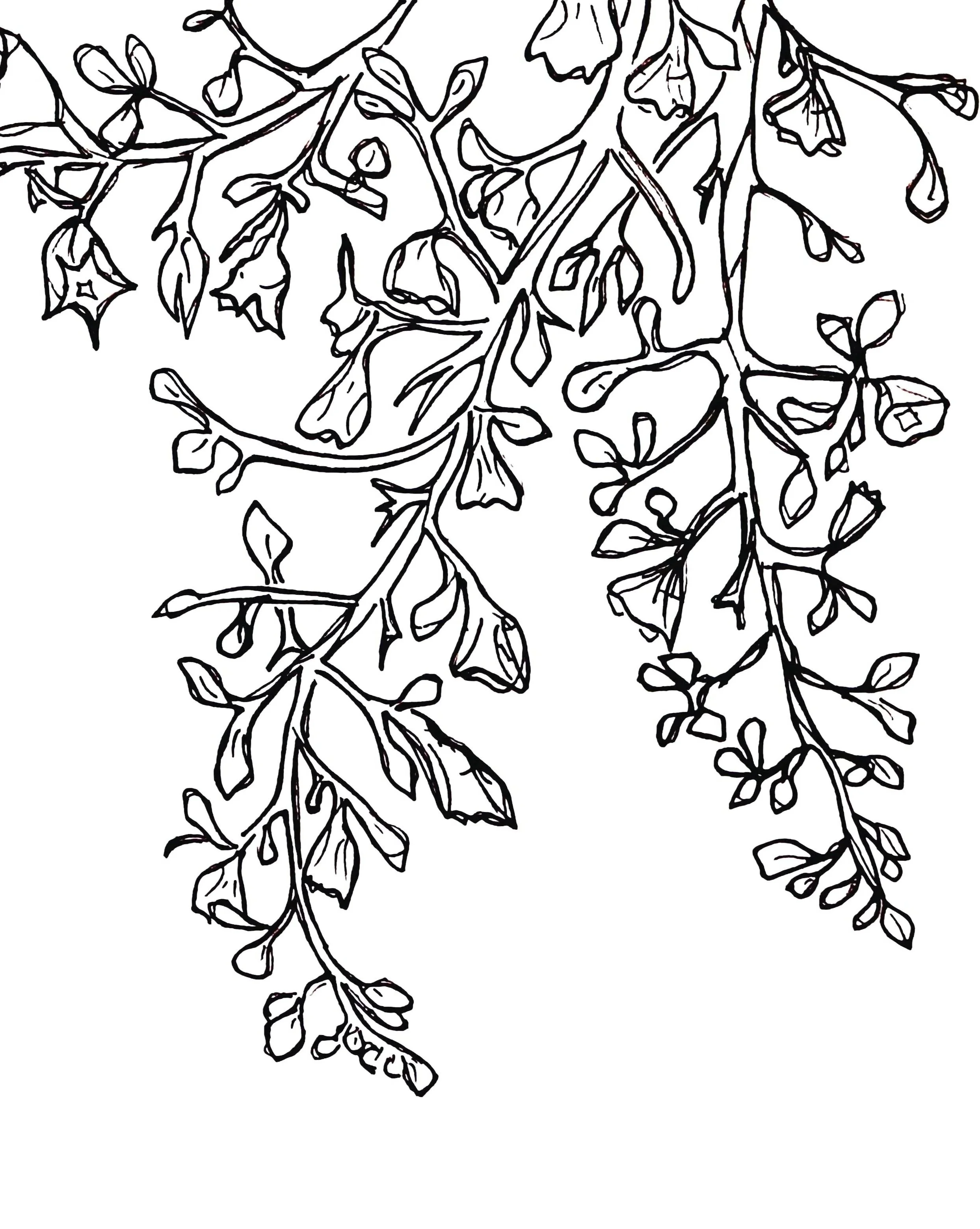 Black and white line drawing of hanging ivy branches with leaves and small buds.