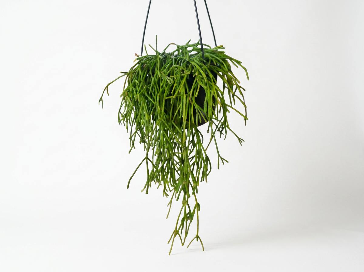 Mistletoe Cactus- Beginner-friendly Trailing Plant