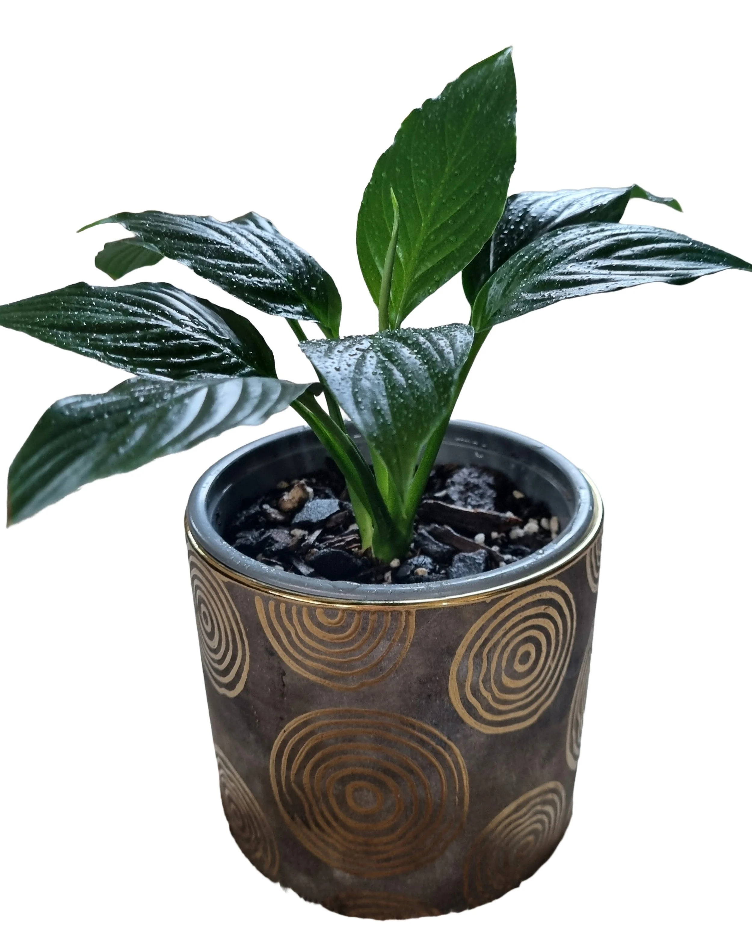 Peace Lily easy care indoor houseplant