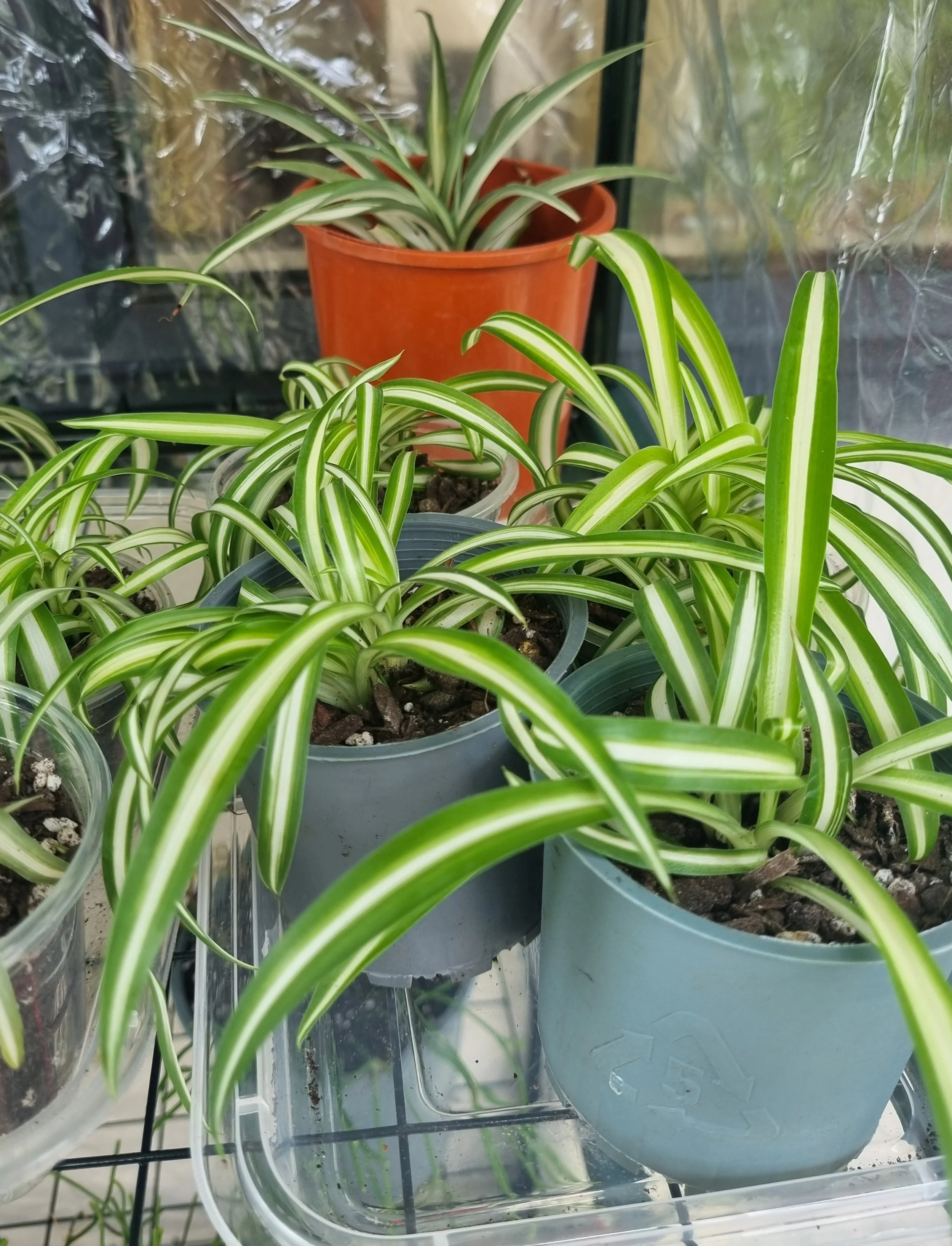 Spider Plants