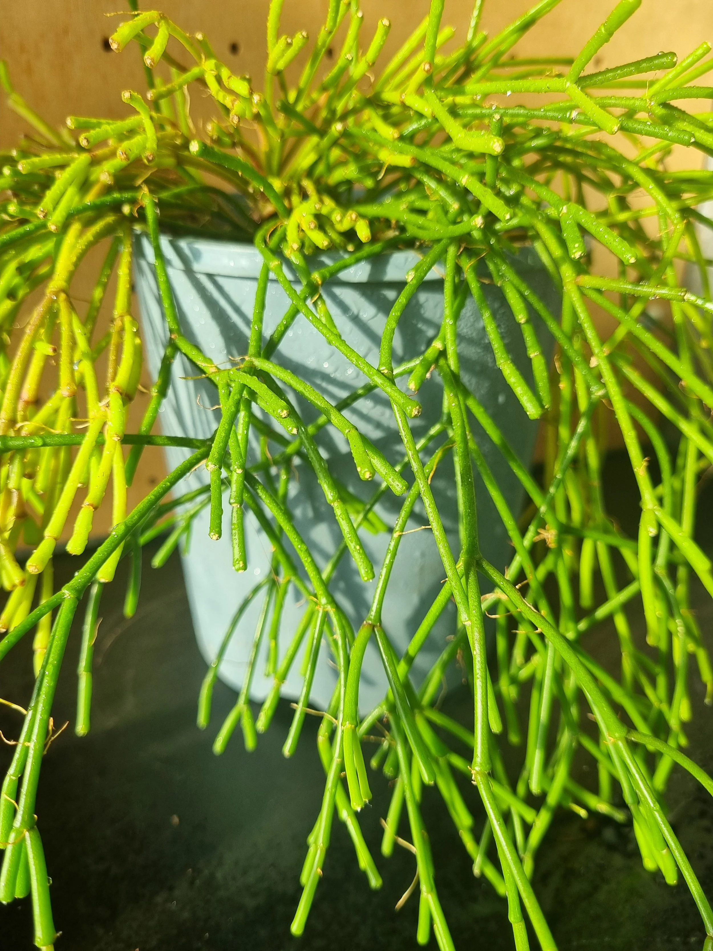 Mistletoe Cactus (Rhipsalis)
