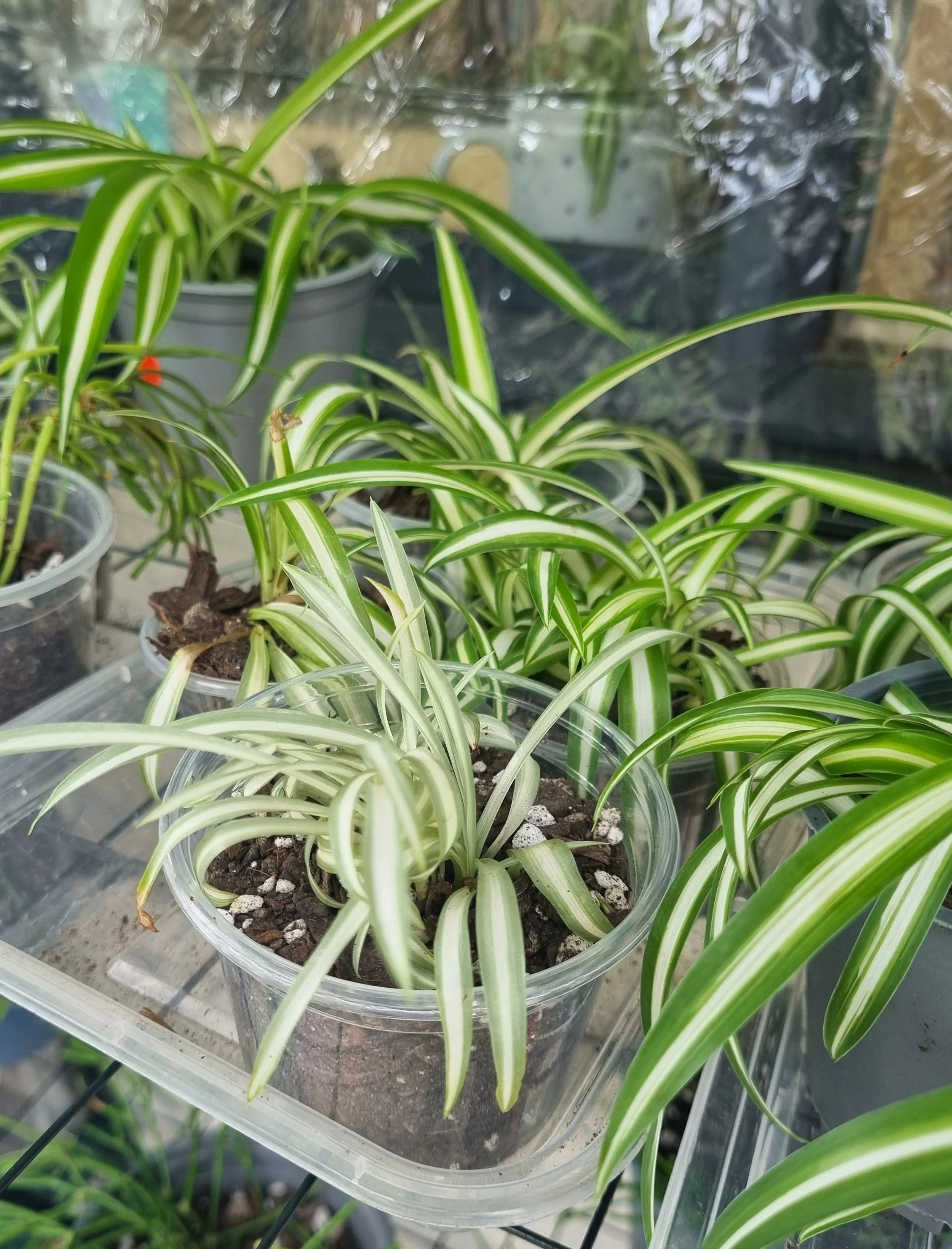 Spider Plants