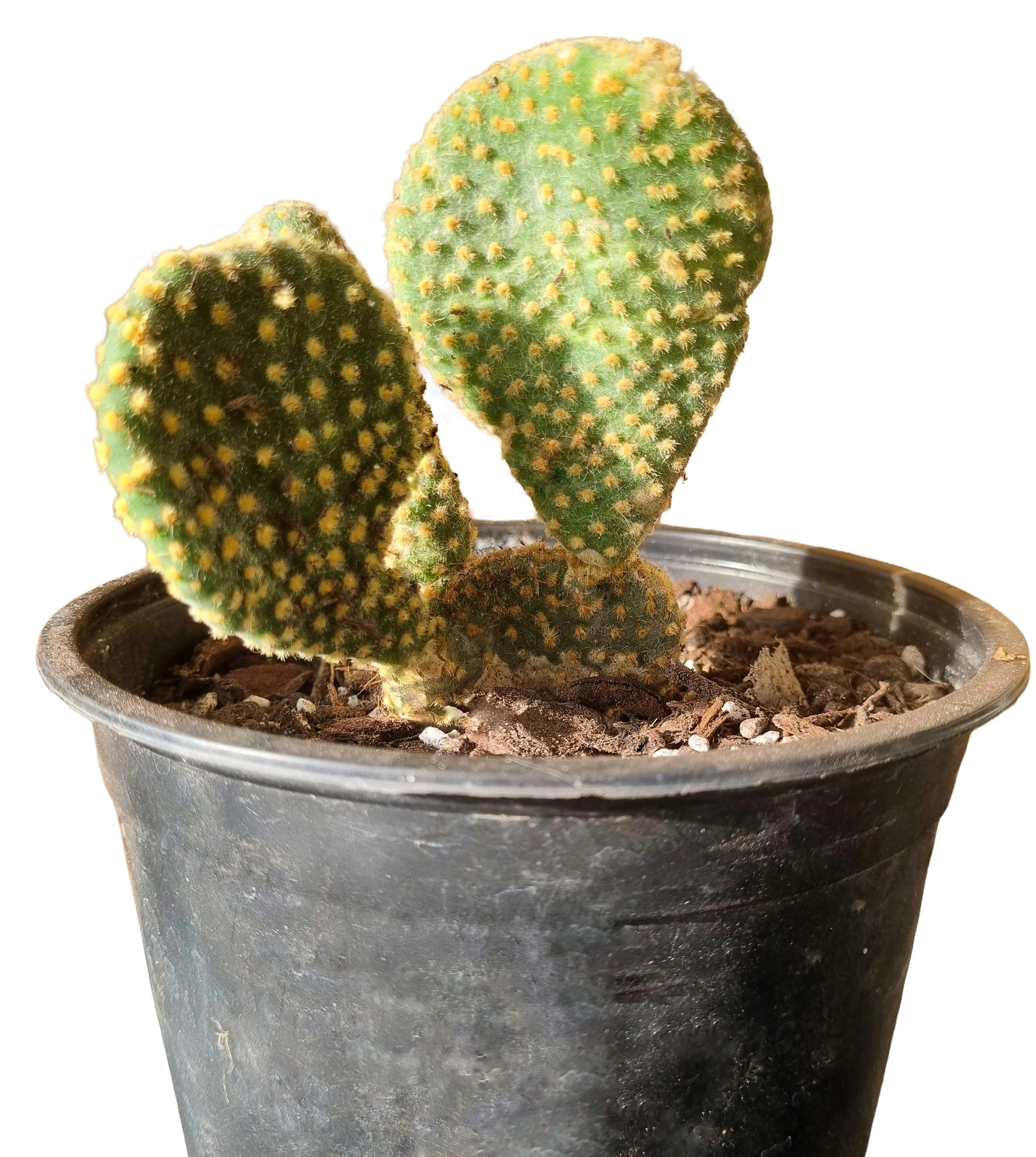 Opuntia Microdasys cacti