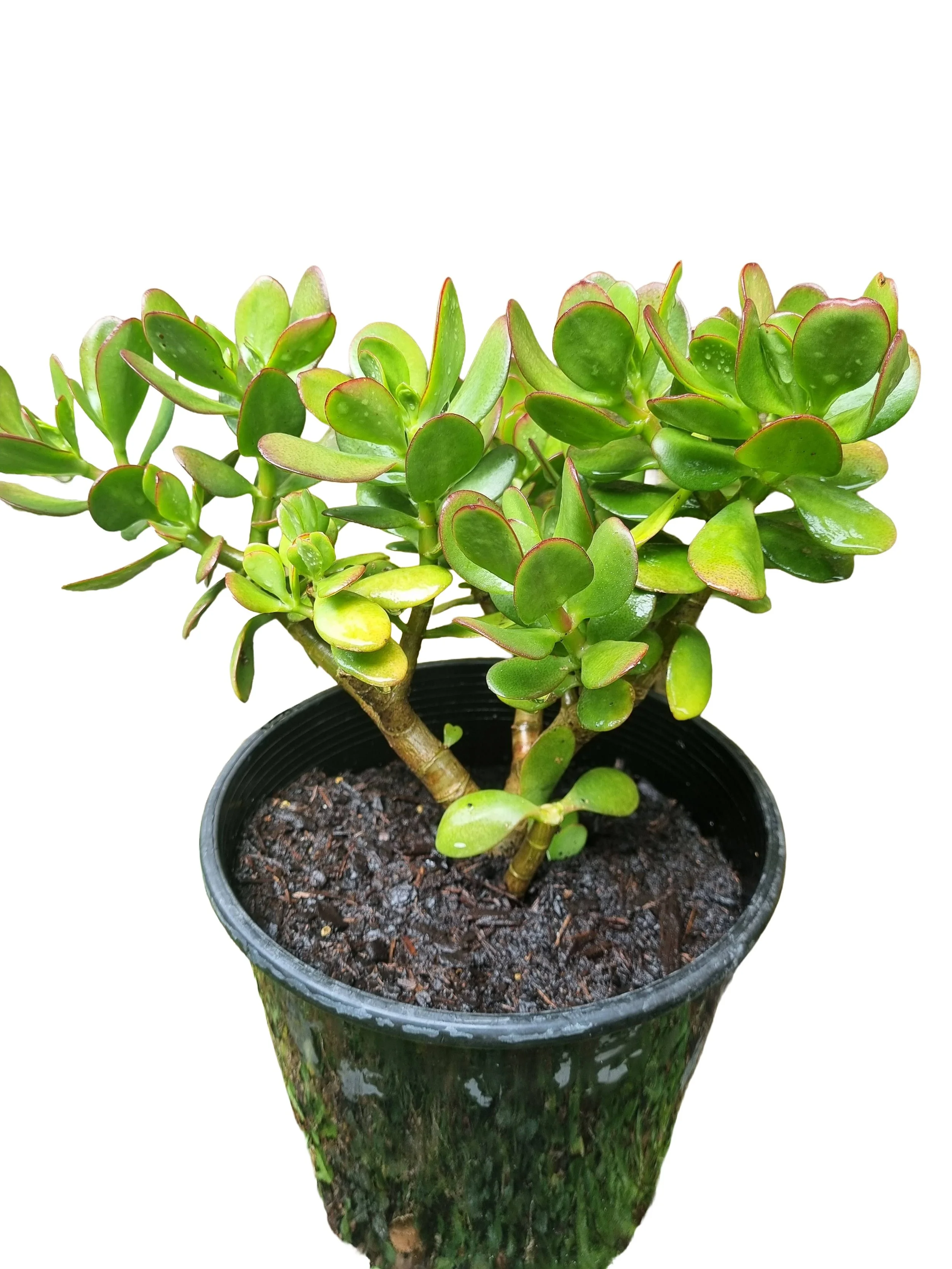 Jade Plant (Crassula Ovata)
