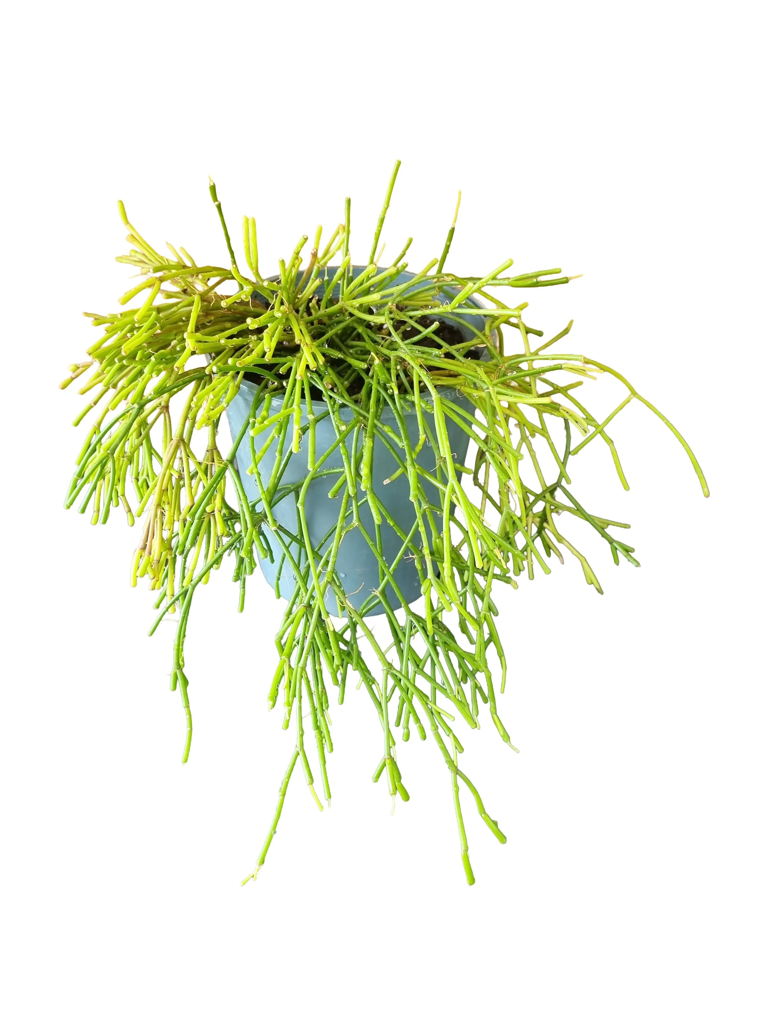 Mistletoe Cactus (Rhipsalis)