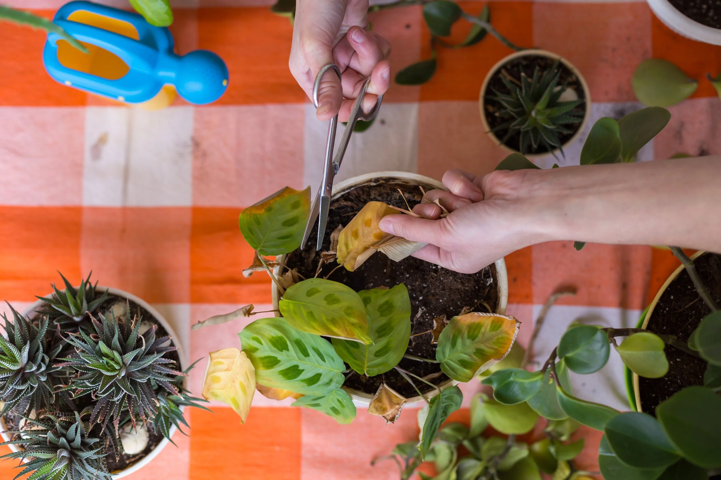 My end‑of‑summer reset: Getting the plants ready for autumn