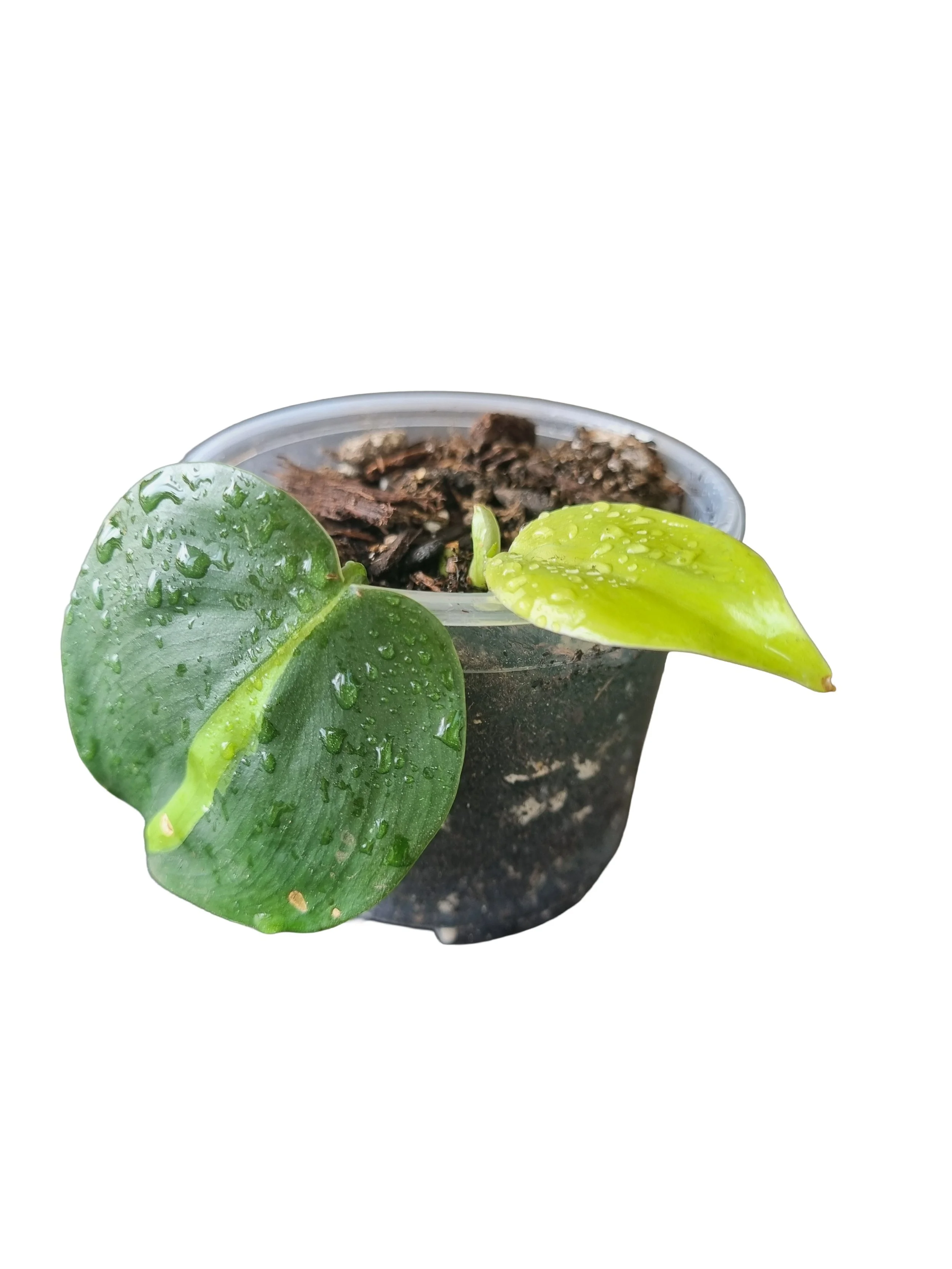 Small Philodendron Brasil