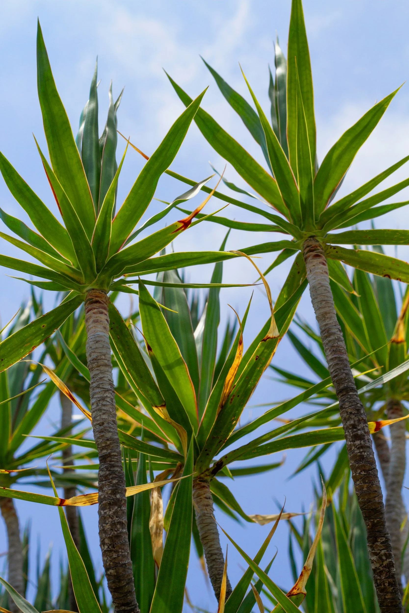 Large Yucca plant with architectural form against a sunny blue sky