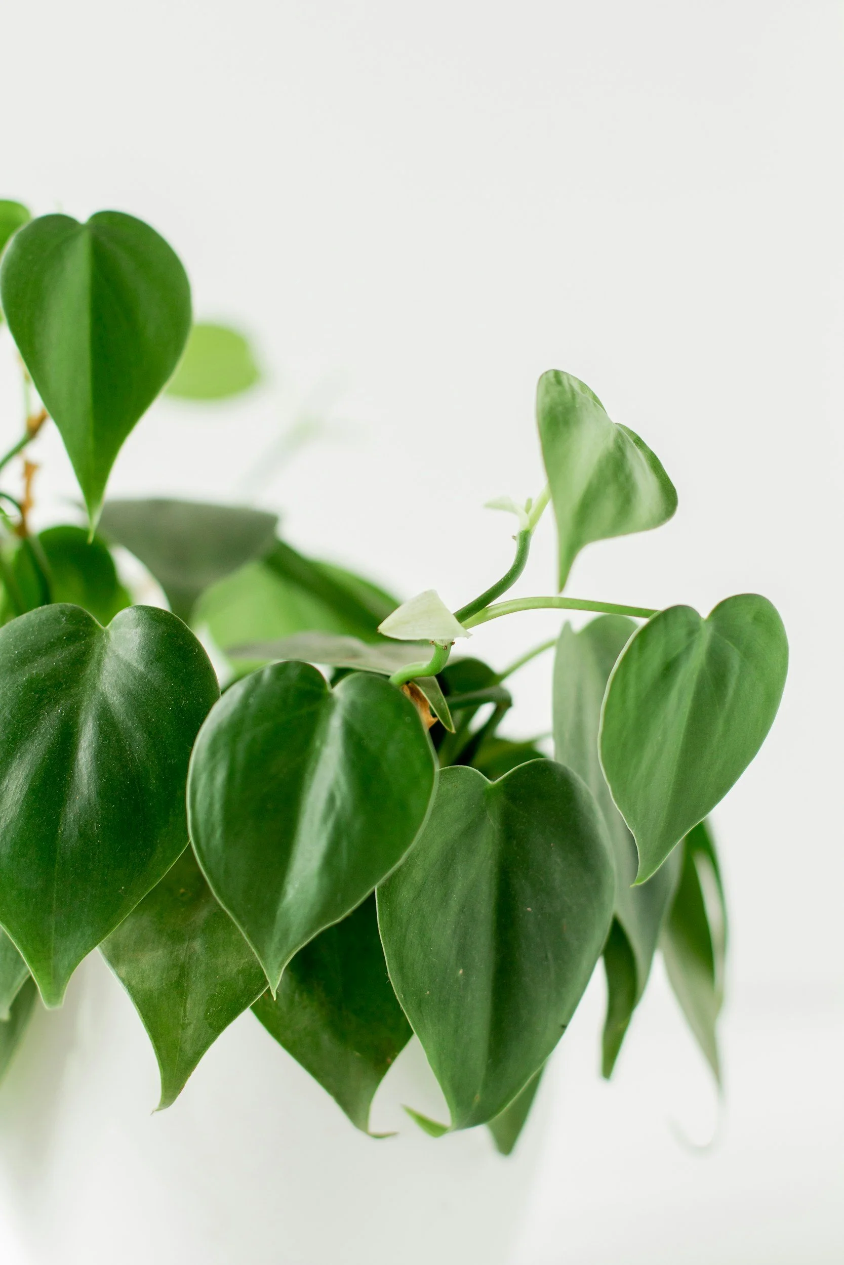 Easy care philodendron foliage plant nz