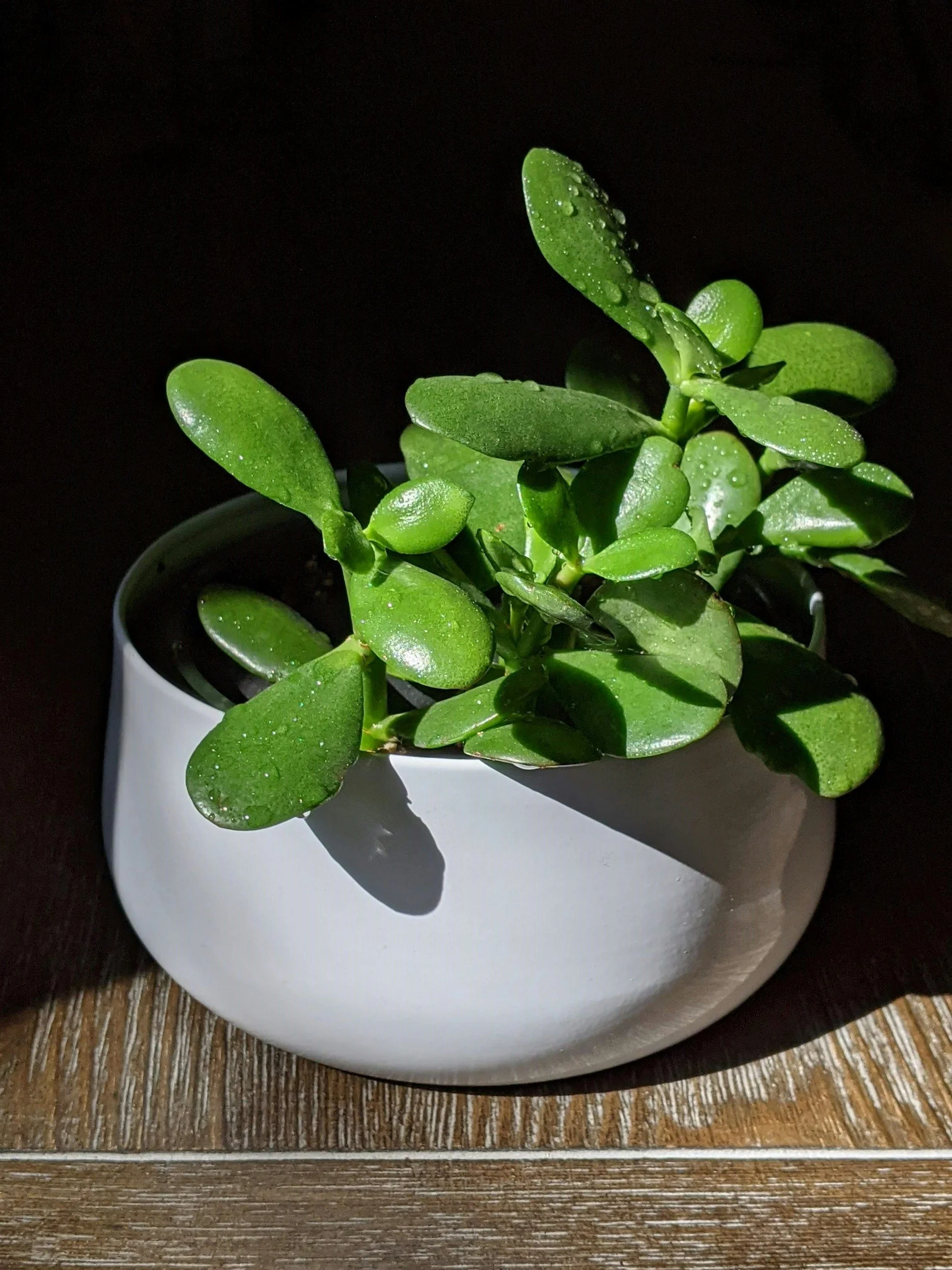 Jade plant in white pot against a black background