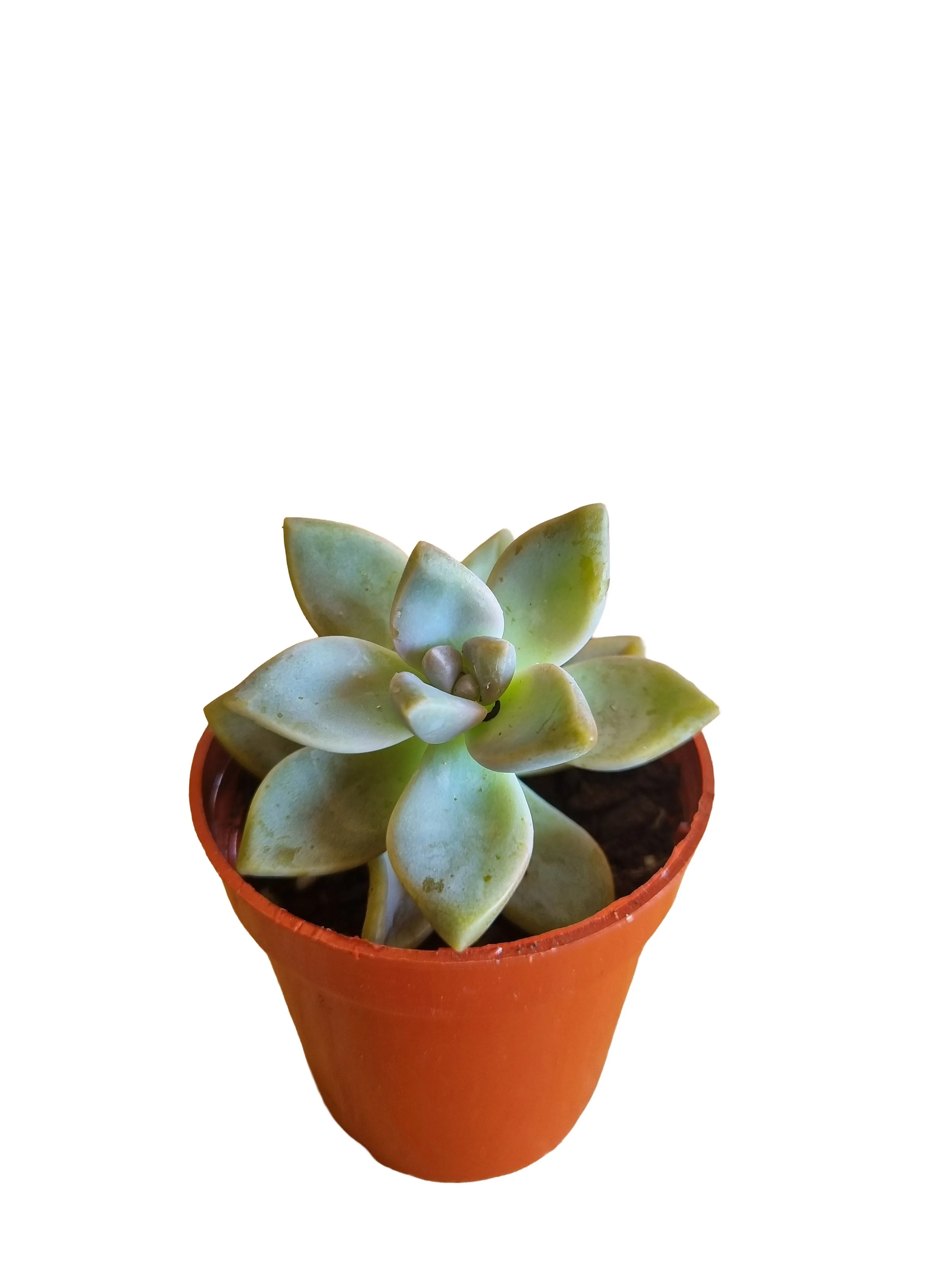 Ghost plant Succulents (Graptopetalum paraguayense)