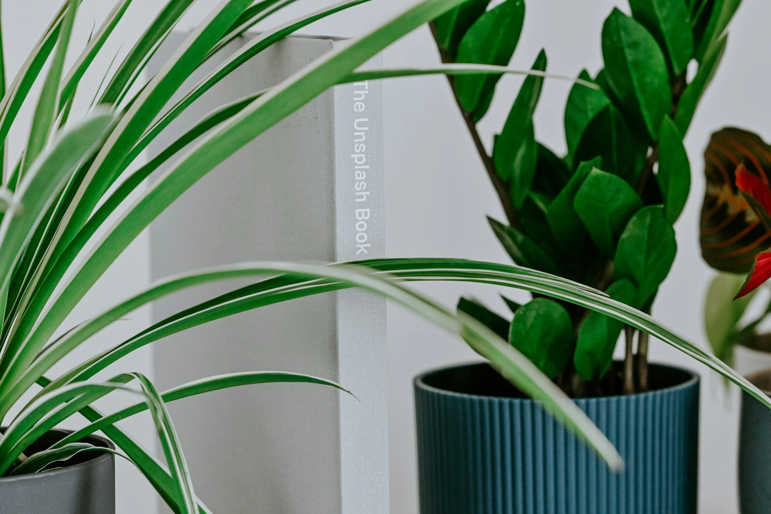 Close up shots of beginner plants in pots
