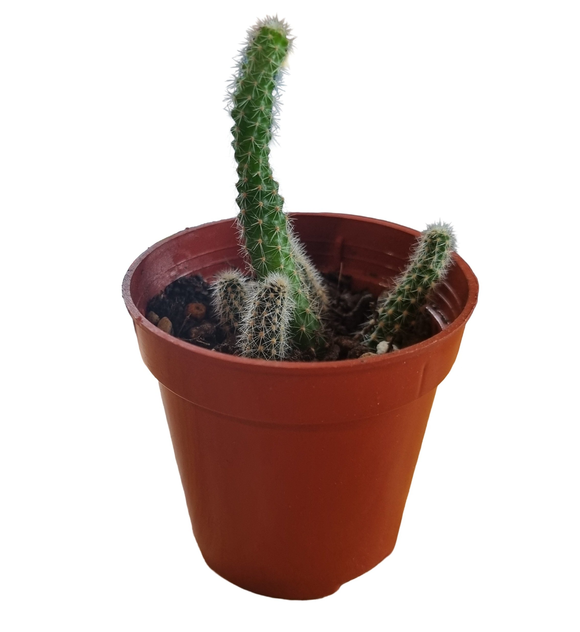 The Mini Peanut Cactus (Echinopsis chamaecereus)