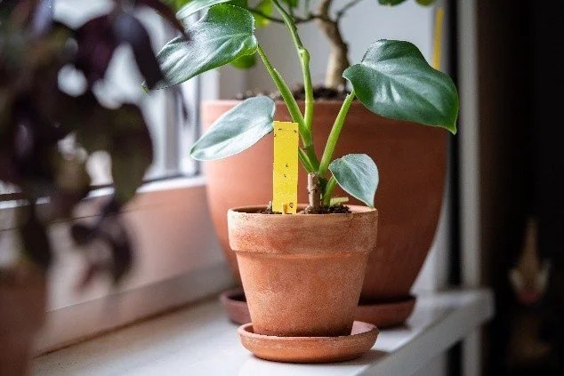 Fungus gnats aren’t a failure, they’re feedback 