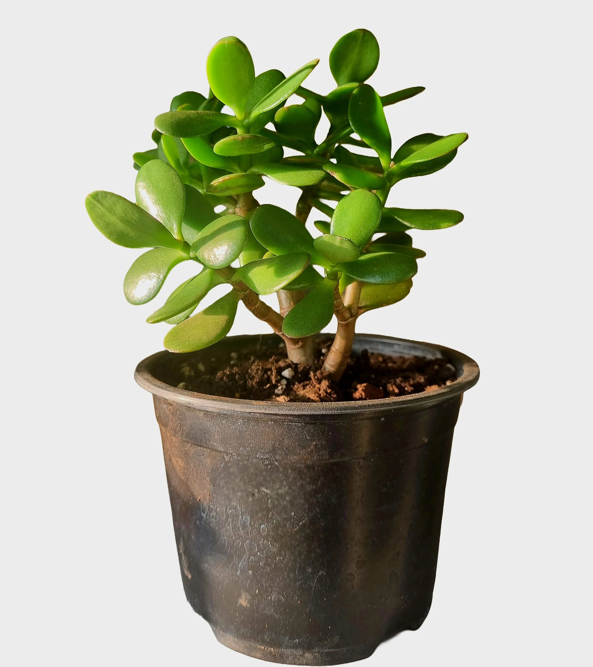 Easy care potted succulent, low maintenance houseplant nz