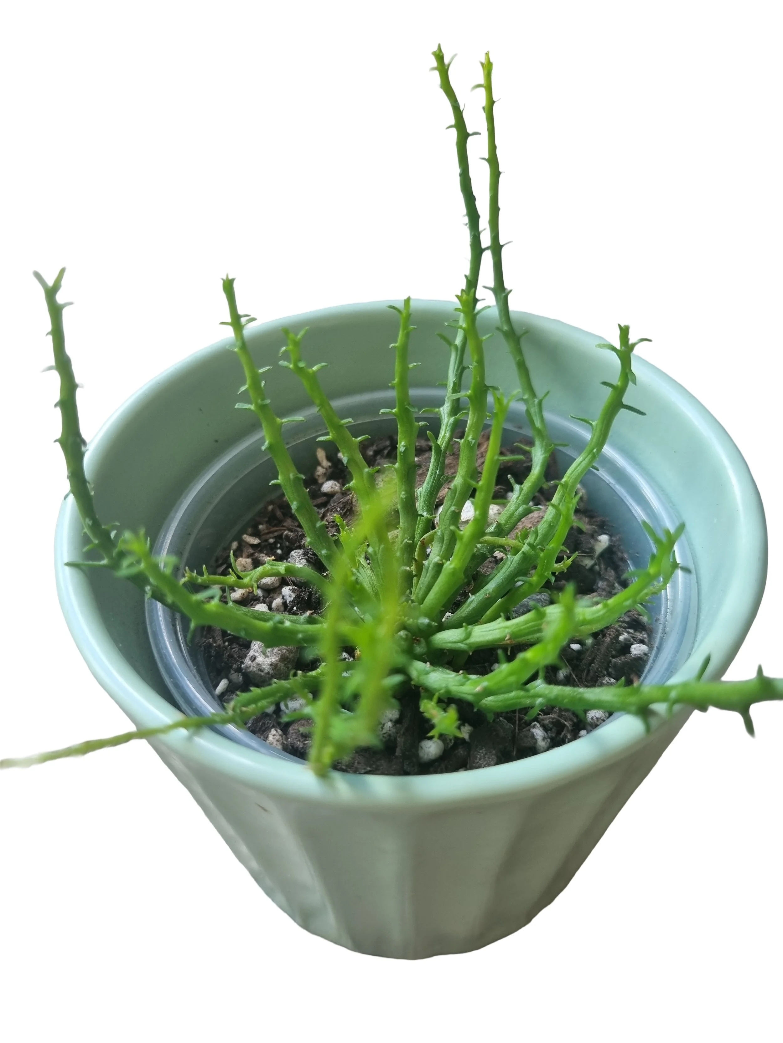 Euphorbia flanaganii (Medusa’s Head) – Low‑Maintenance Indoor Plant