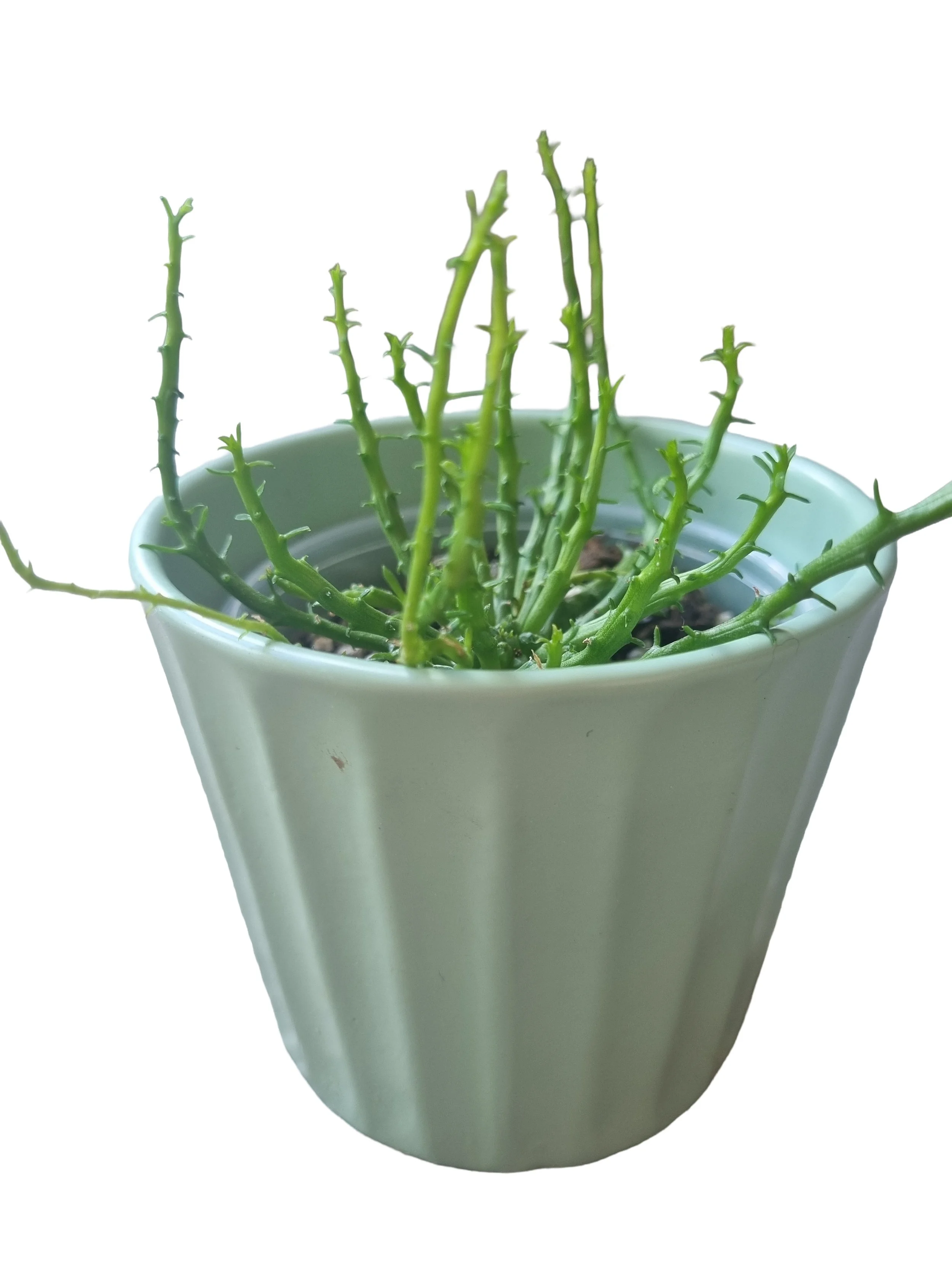 Aesthetic succulent, beginner friendly plant nz