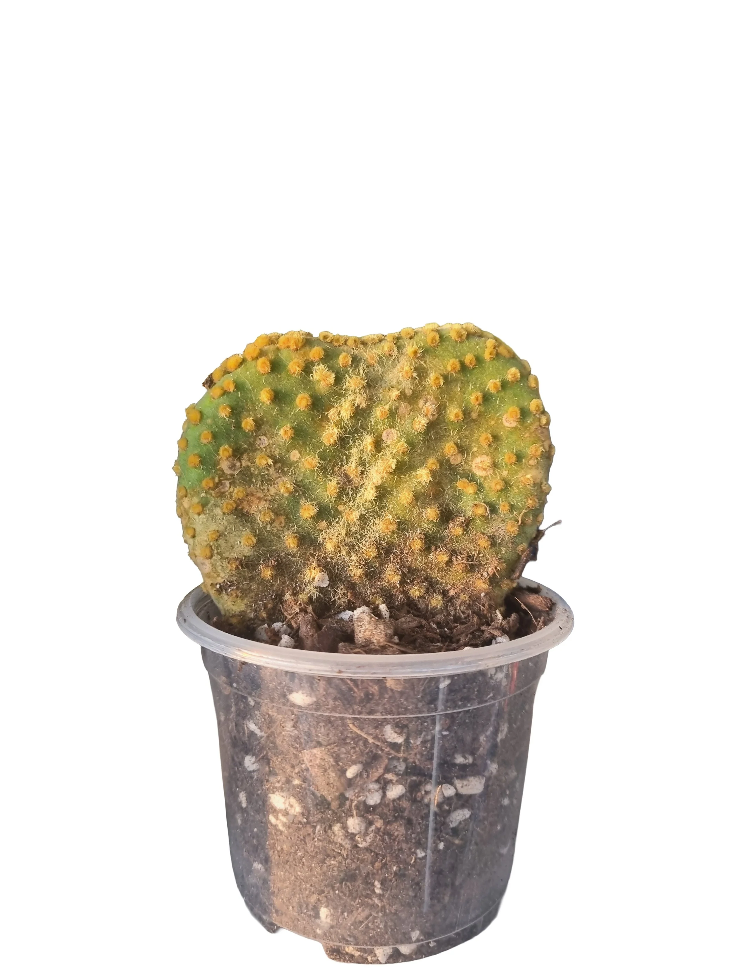 Beginner friendly, easy care bunny ears cactus plant nz
