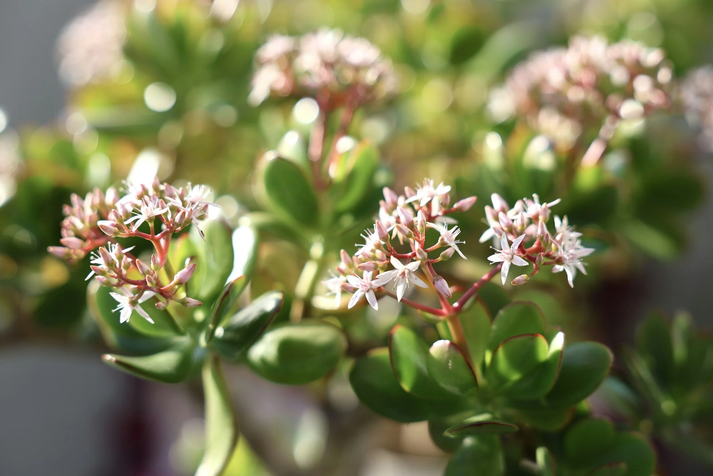 Flowering Jade Plant, mother's day gift nz