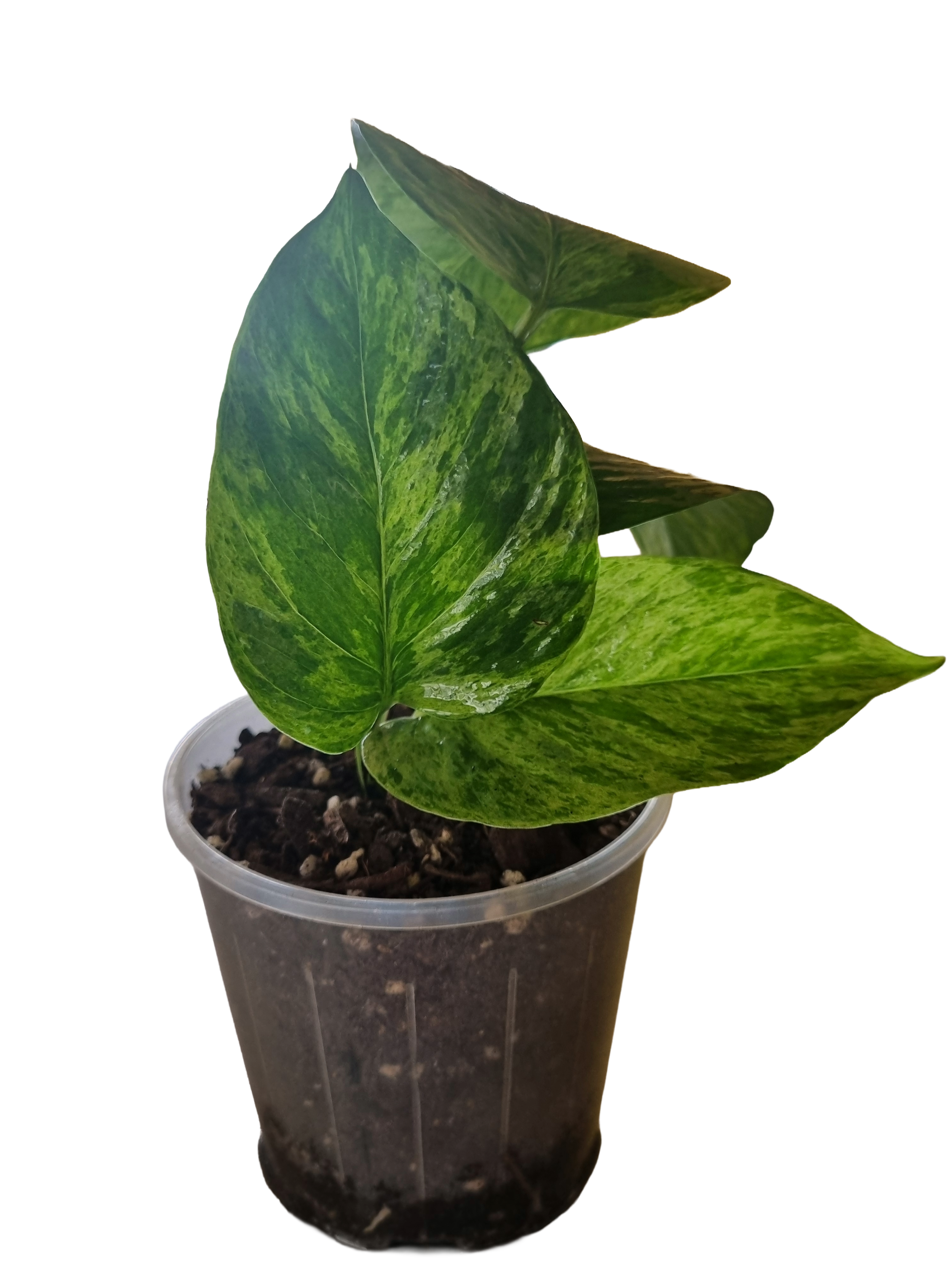 Marble Pothos variegated, easy-care houseplant
