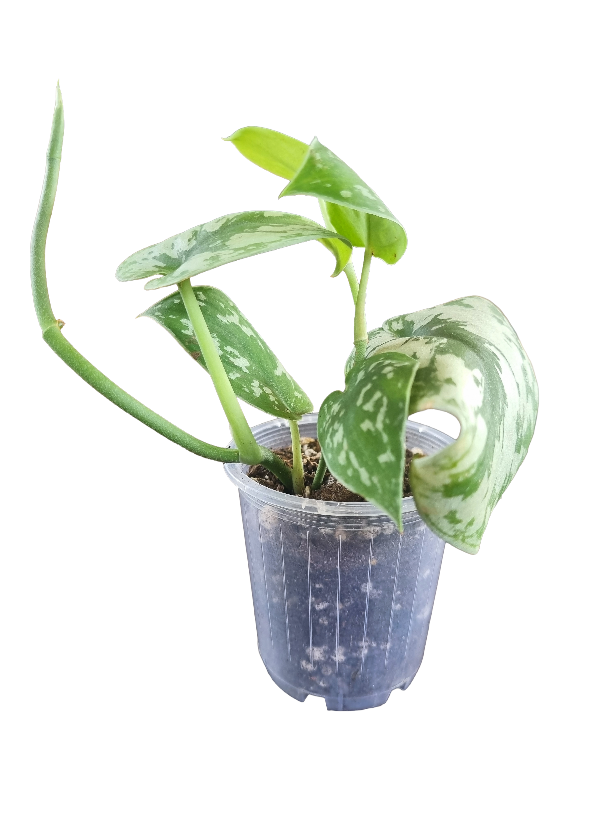 Low maintenance satin pothos houseplant